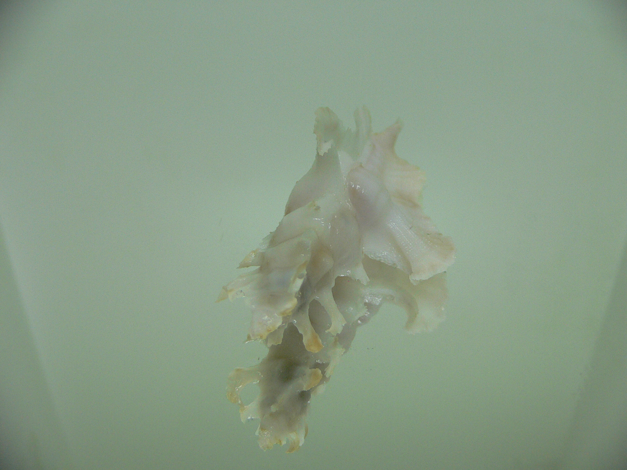 Pterynotus elongatus COLOR