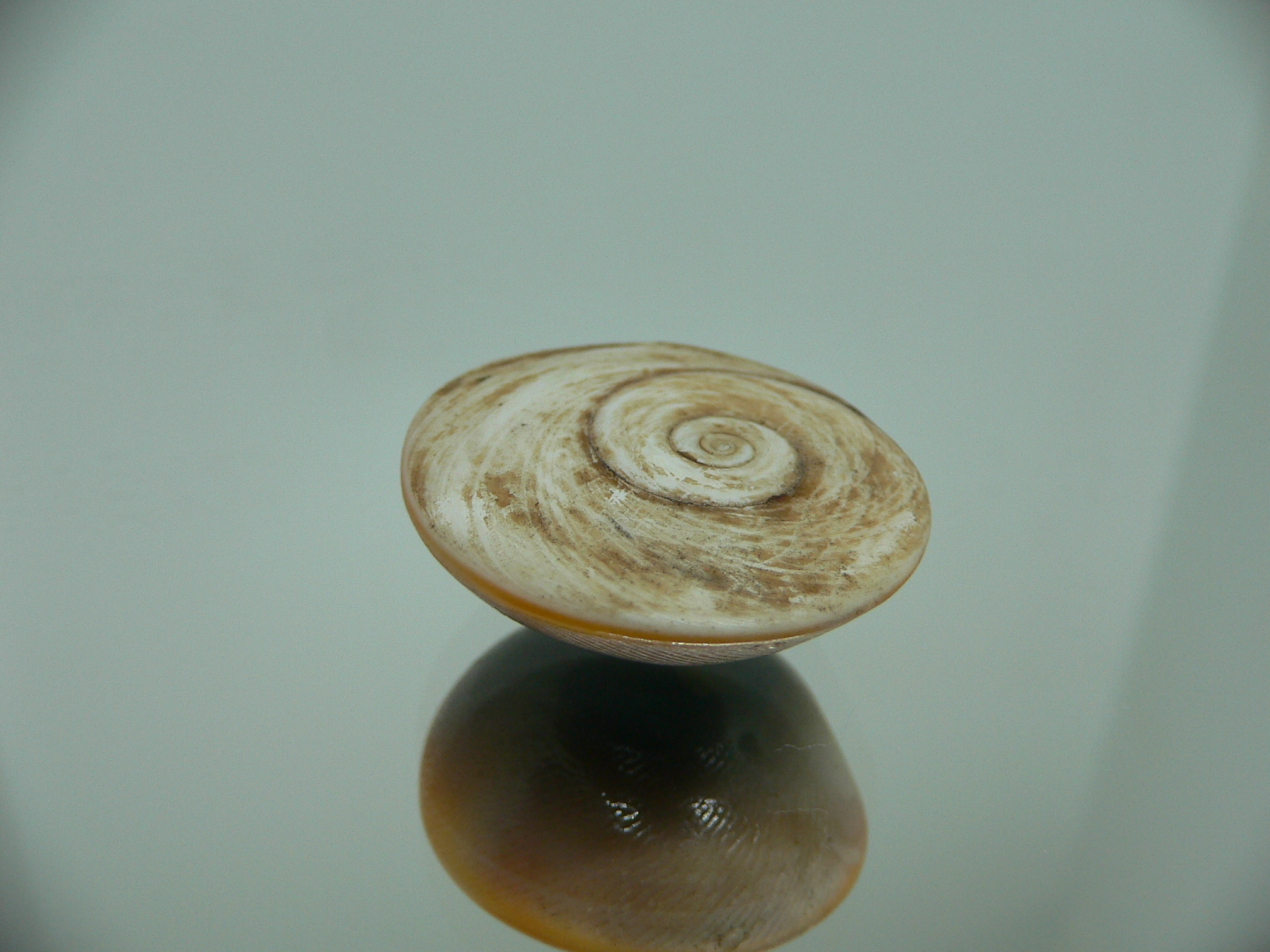 Крышечка Turbo (Marmarostoma) 9