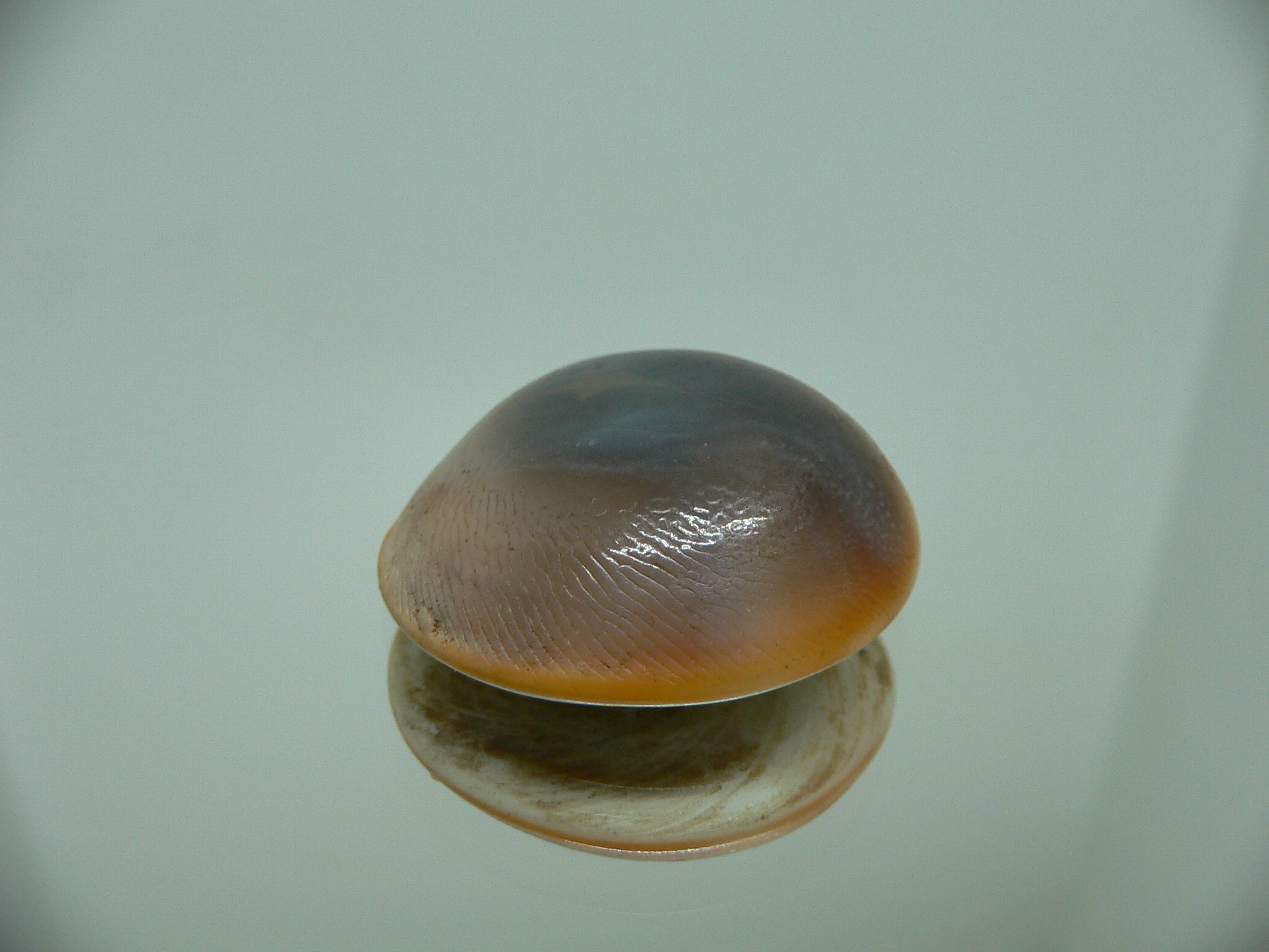 Крышечка Turbo (Marmarostoma) 9