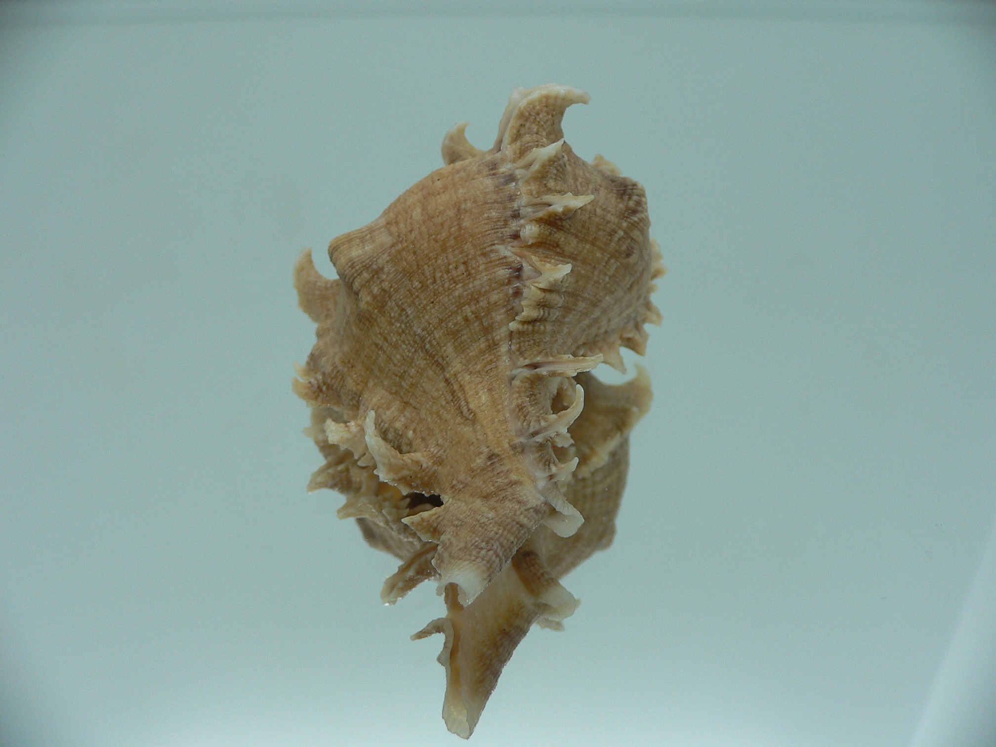 Chicoreus virgineus ponderosus (var.) LIGHT