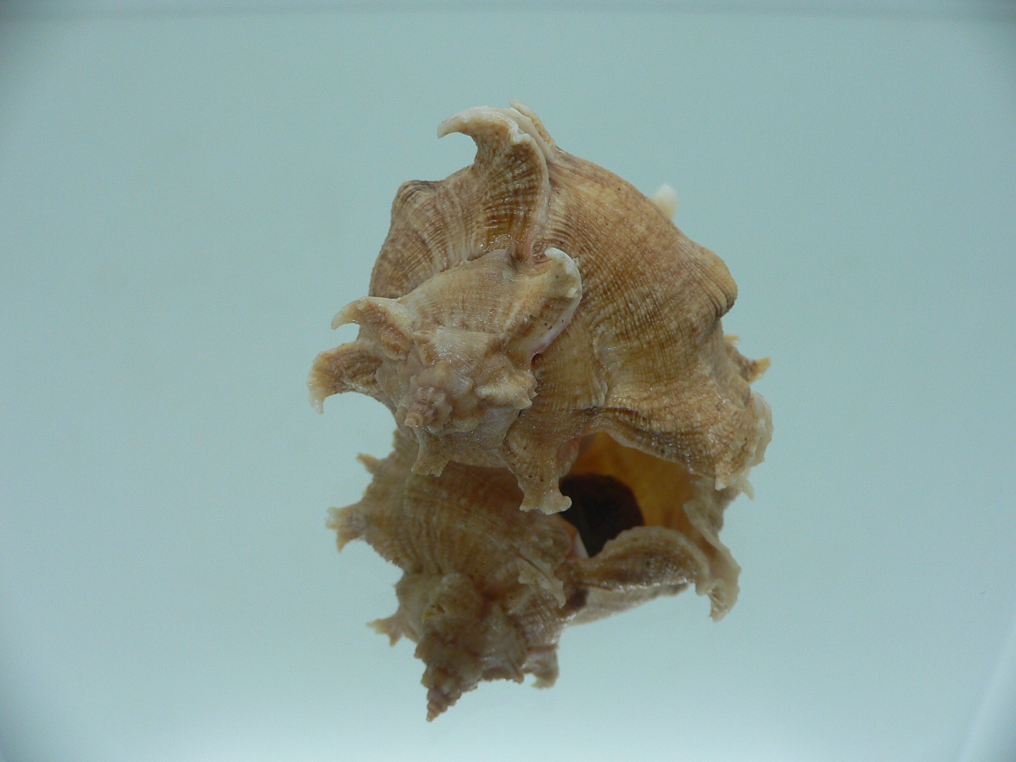 Chicoreus virgineus ponderosus (var.) LIGHT