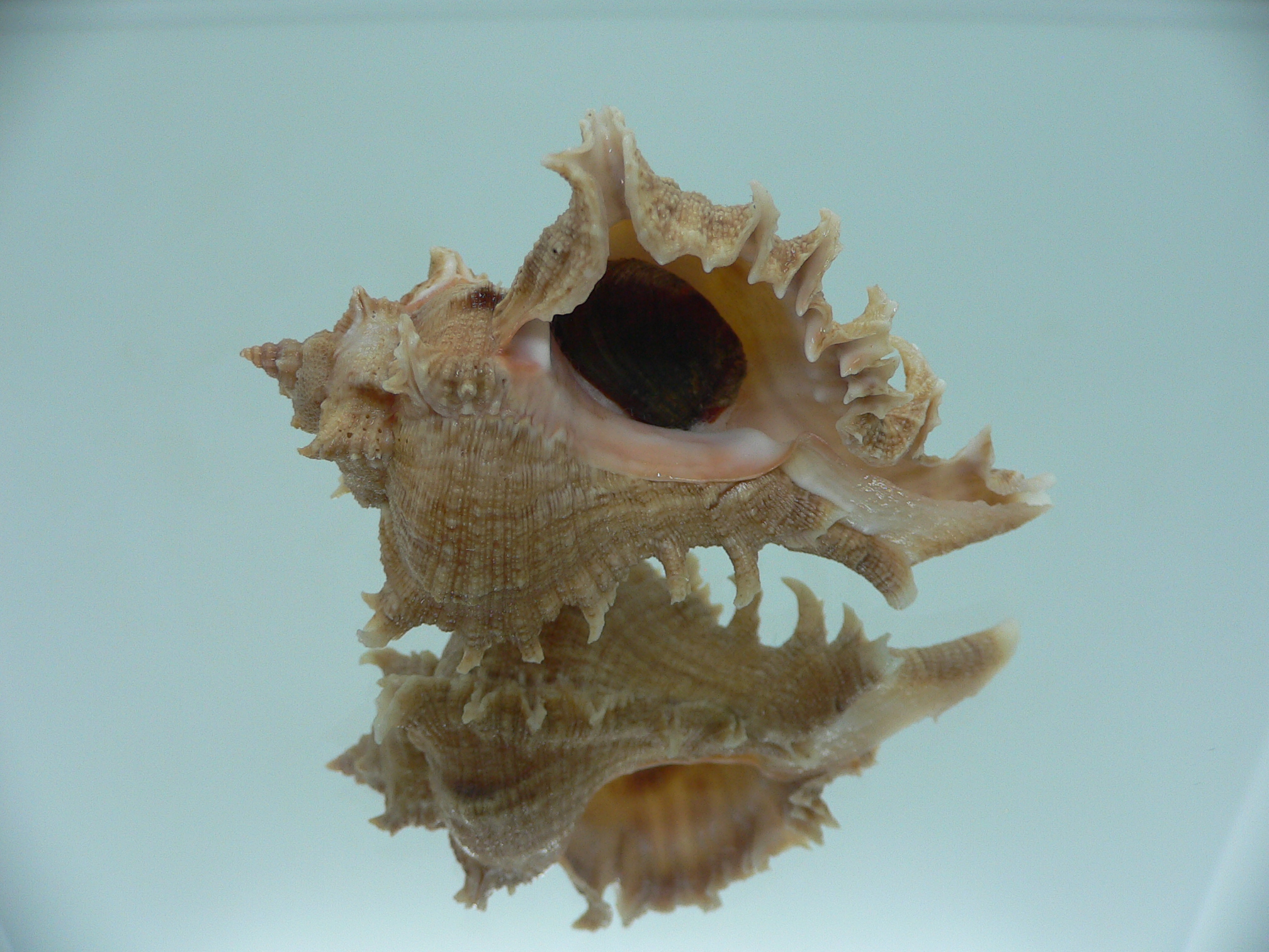 Chicoreus virgineus ponderosus (var.) LIGHT