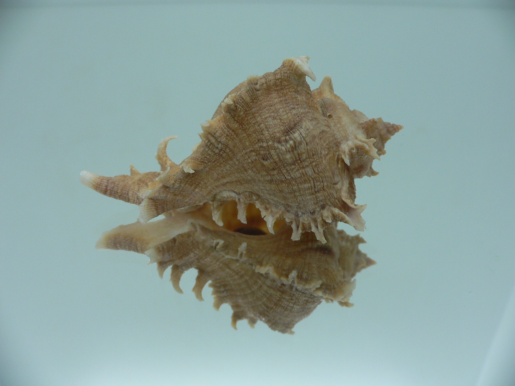 Chicoreus virgineus ponderosus (var.) LIGHT