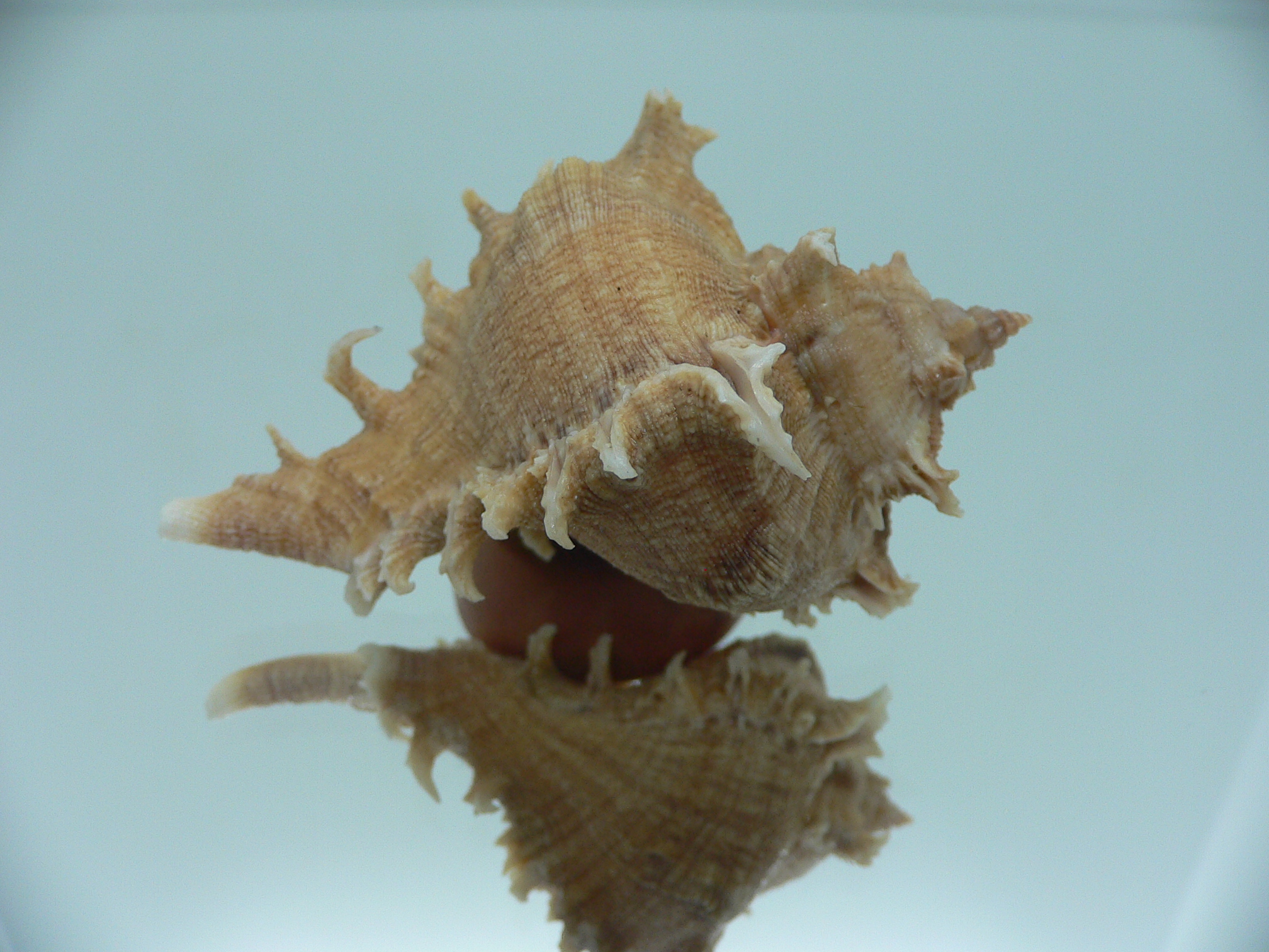 Chicoreus virgineus ponderosus (var.) LIGHT