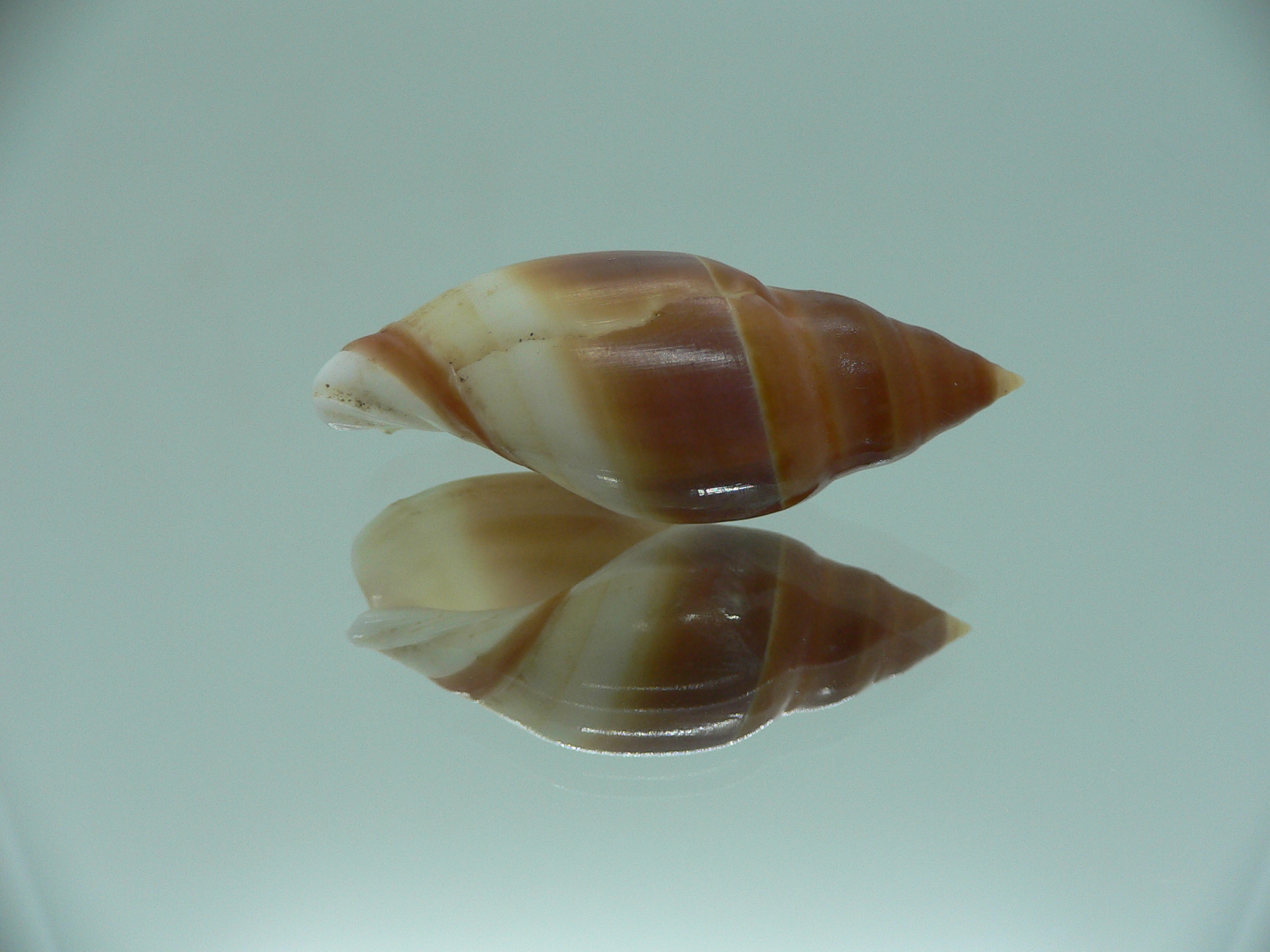 Amalda hilgendorfi richeri RARE ENDEMIC