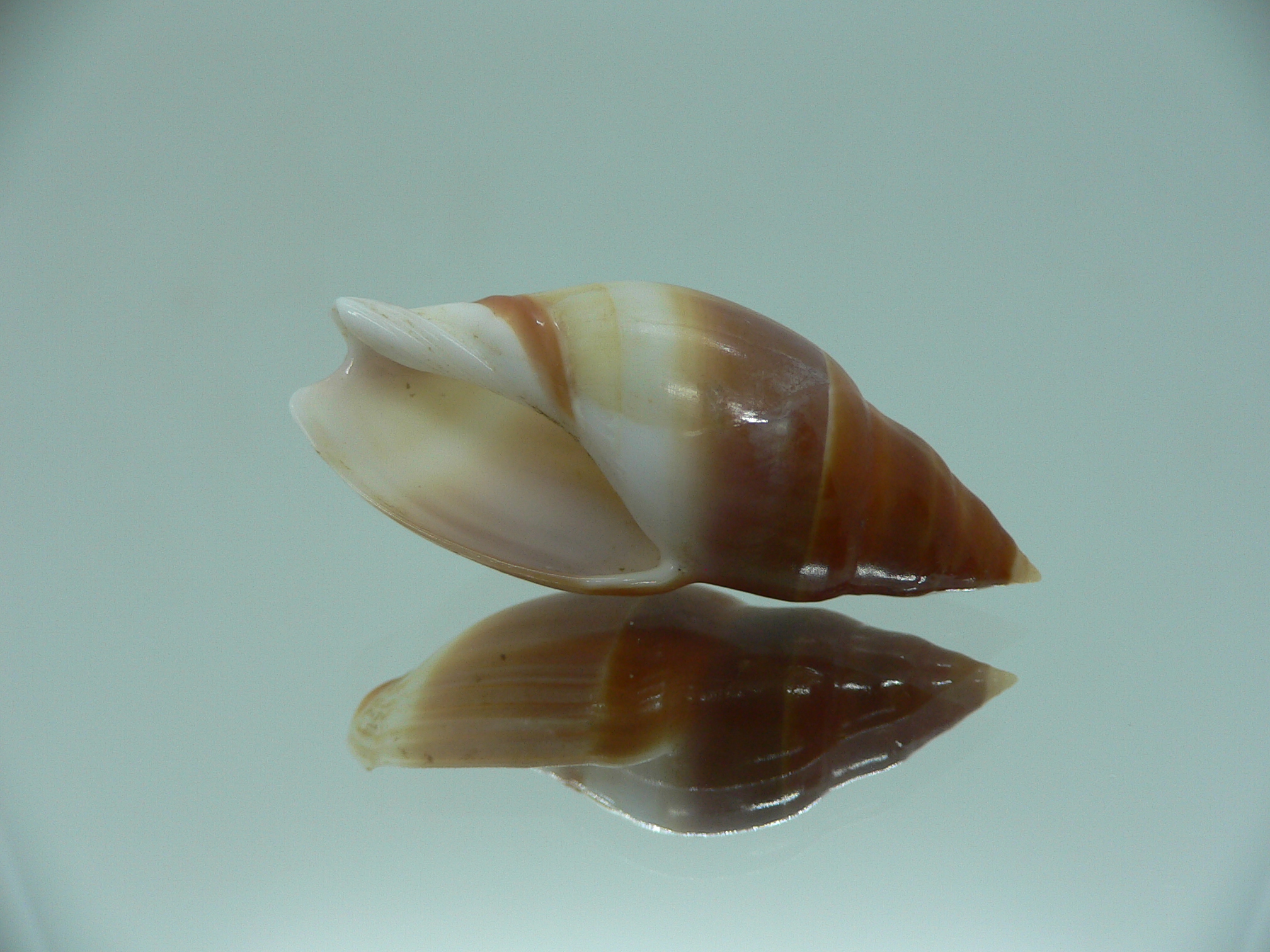 Amalda hilgendorfi richeri RARE ENDEMIC