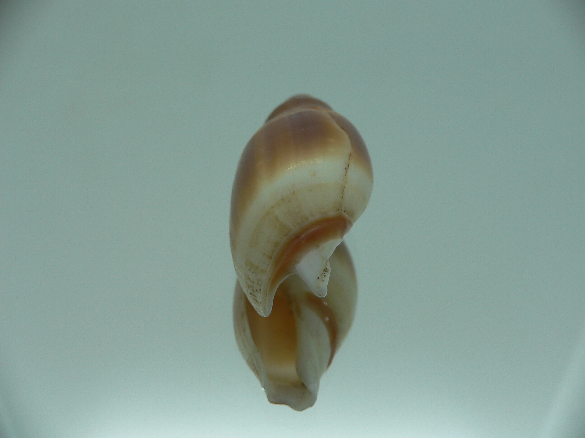 Amalda hilgendorfi richeri RARE ENDEMIC