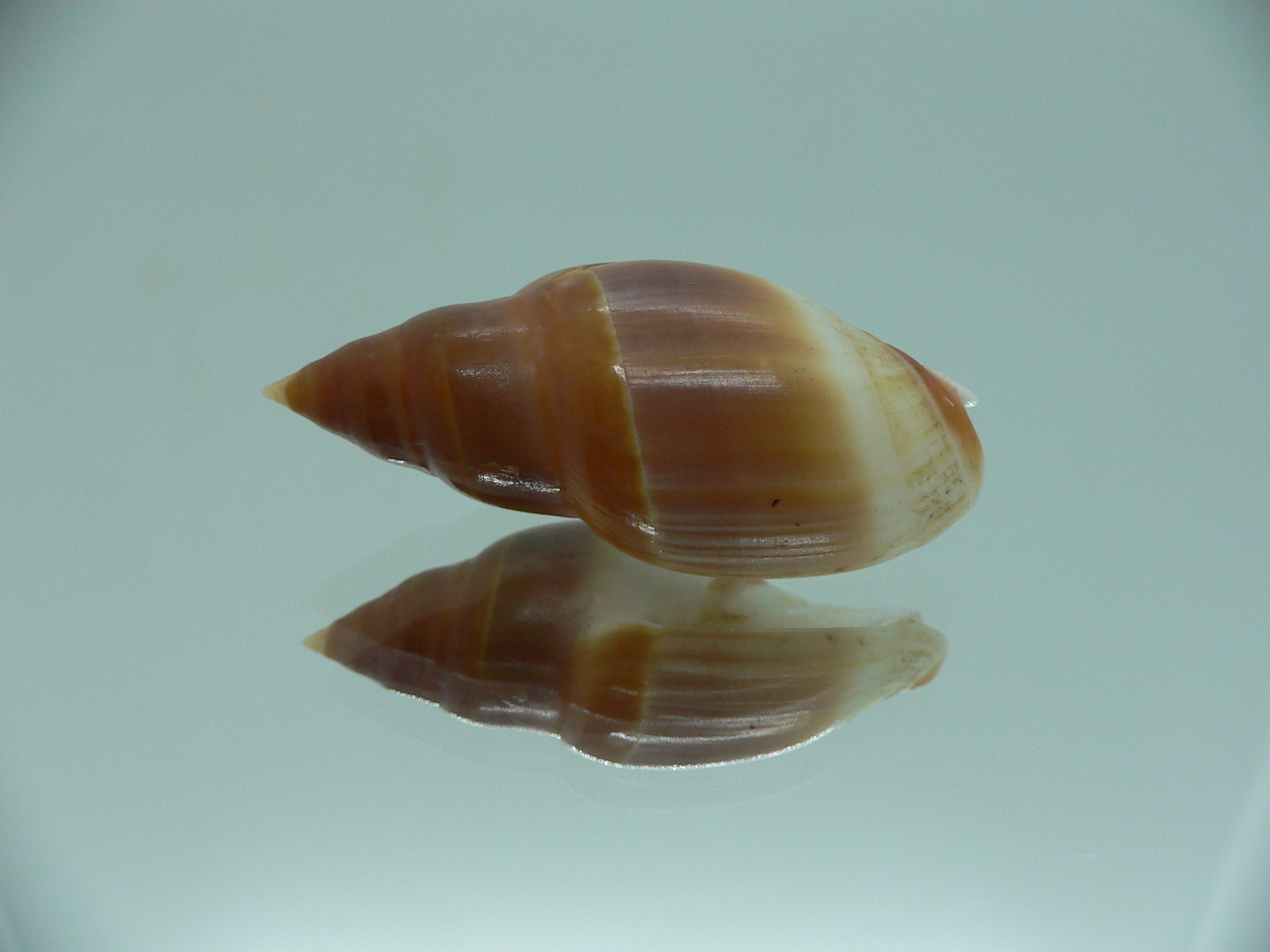Amalda hilgendorfi richeri RARE ENDEMIC