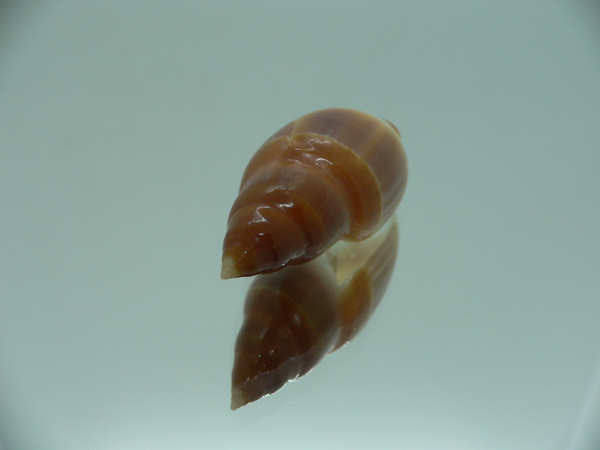 Amalda hilgendorfi richeri RARE ENDEMIC