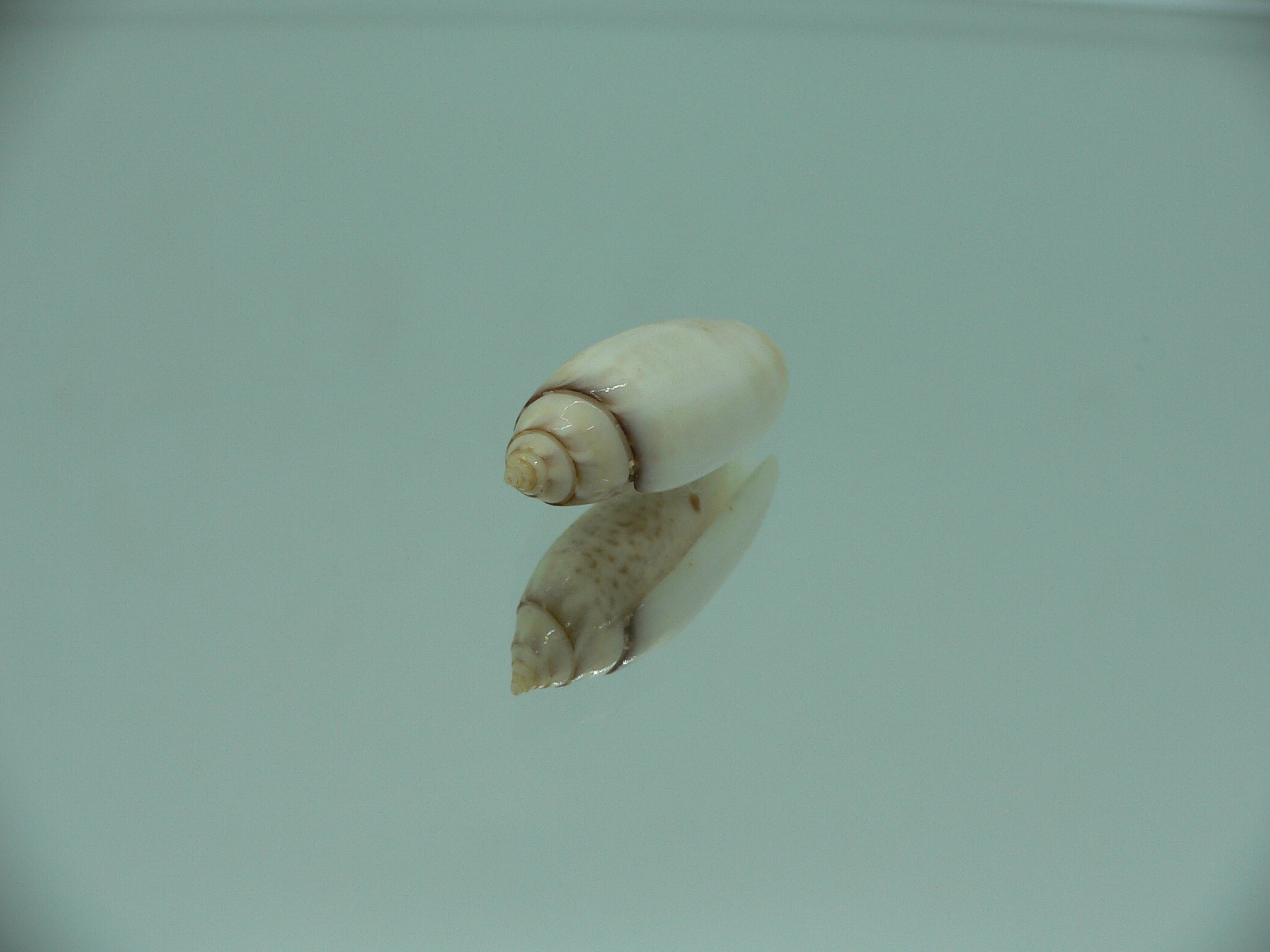 Oliva (Acutoliva) australis 2