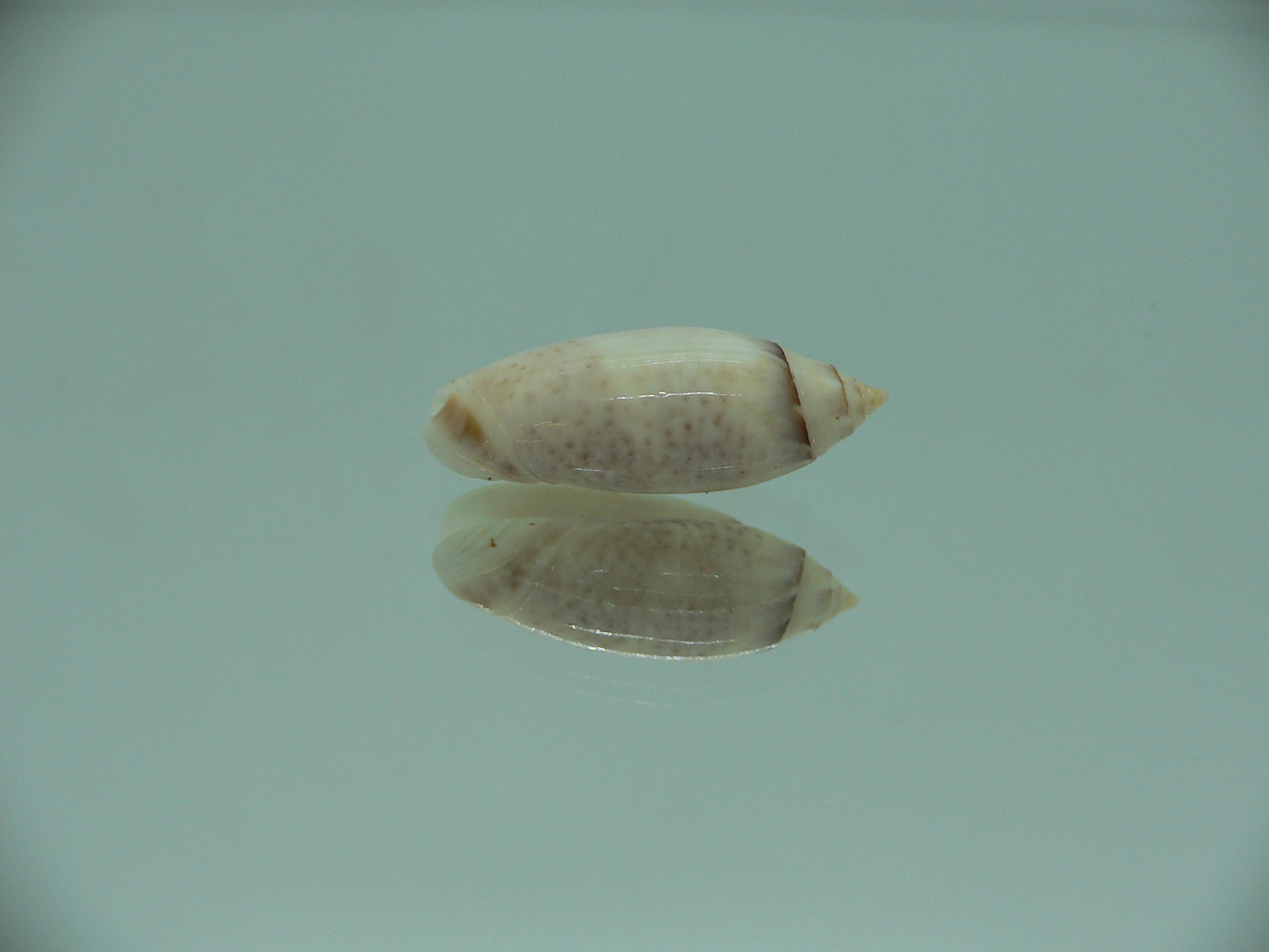 Oliva (Acutoliva) australis 2