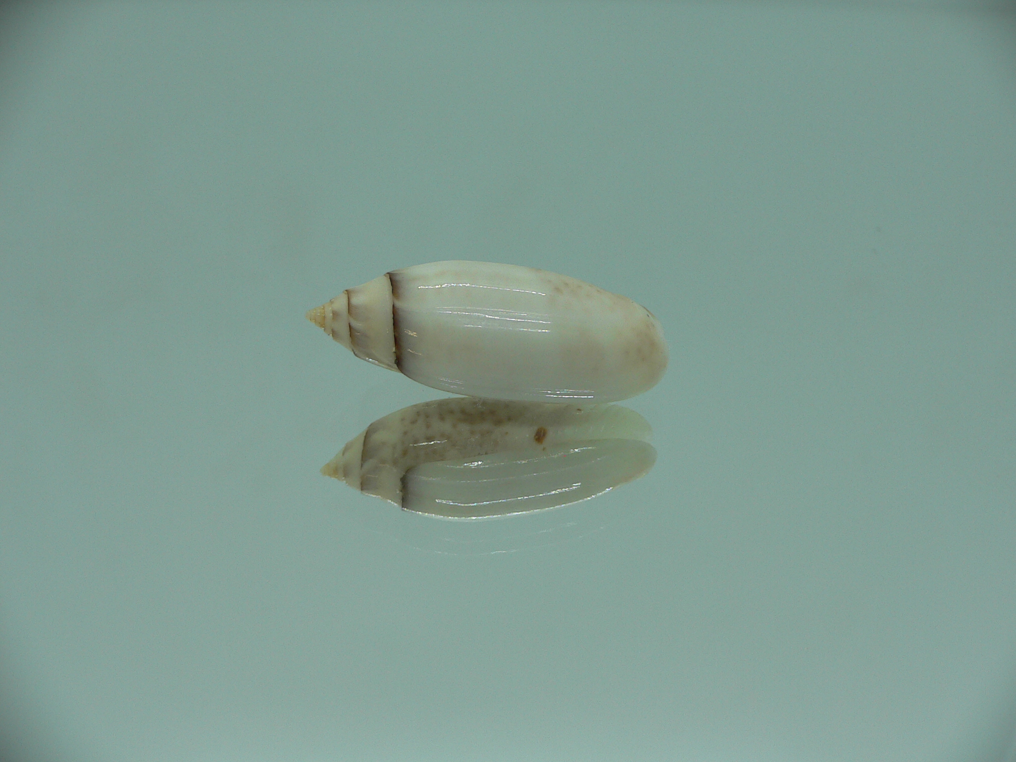 Oliva (Acutoliva) australis 2