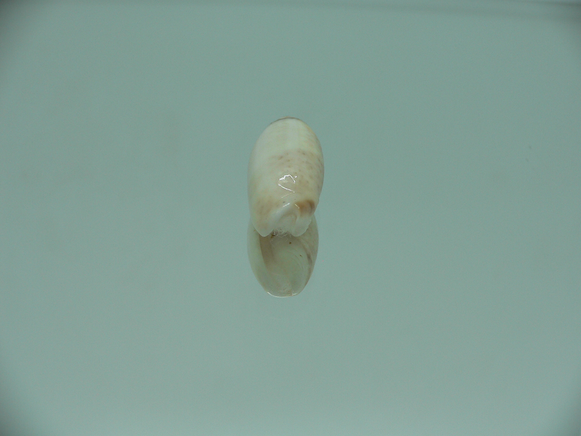 Oliva (Acutoliva) australis 2