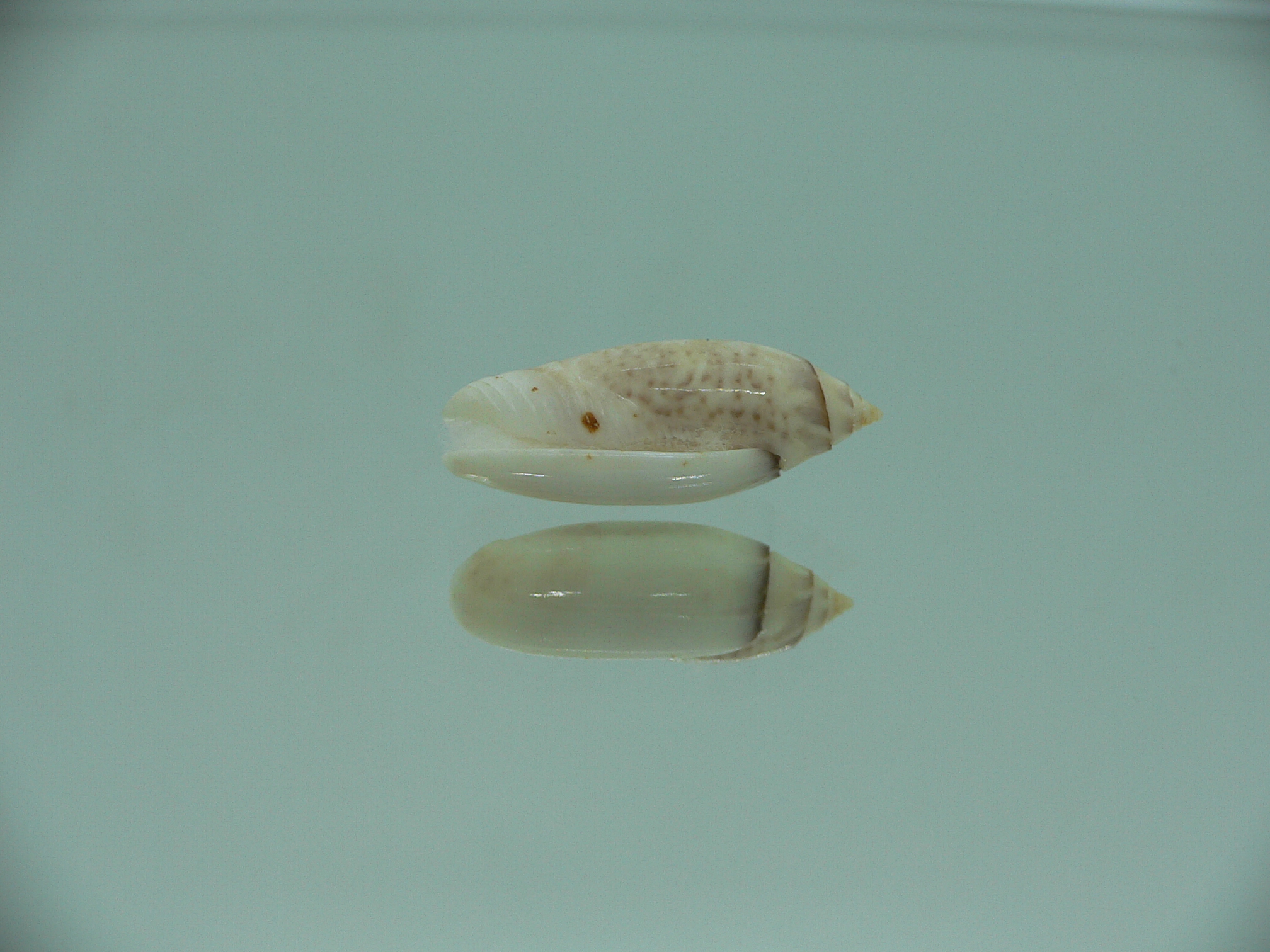 Oliva (Acutoliva) australis 2
