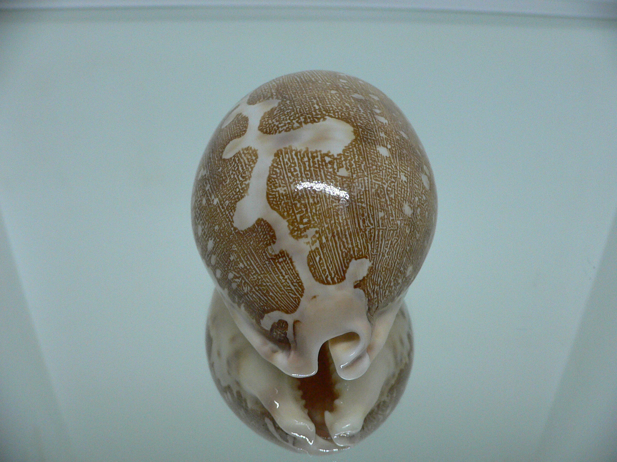 Cypraea mappa mappa  ARISTOCRAT