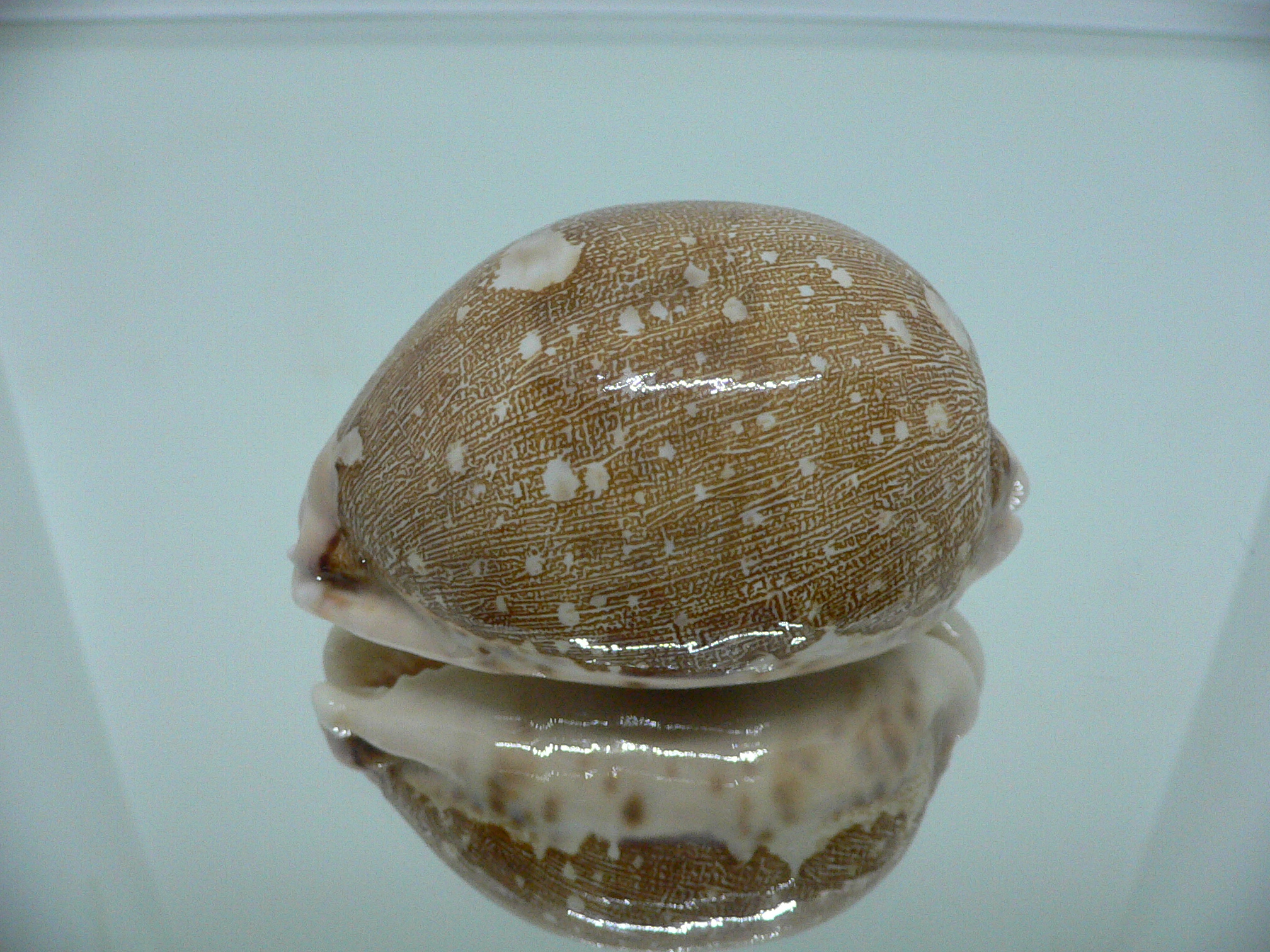 Cypraea mappa mappa  ARISTOCRAT