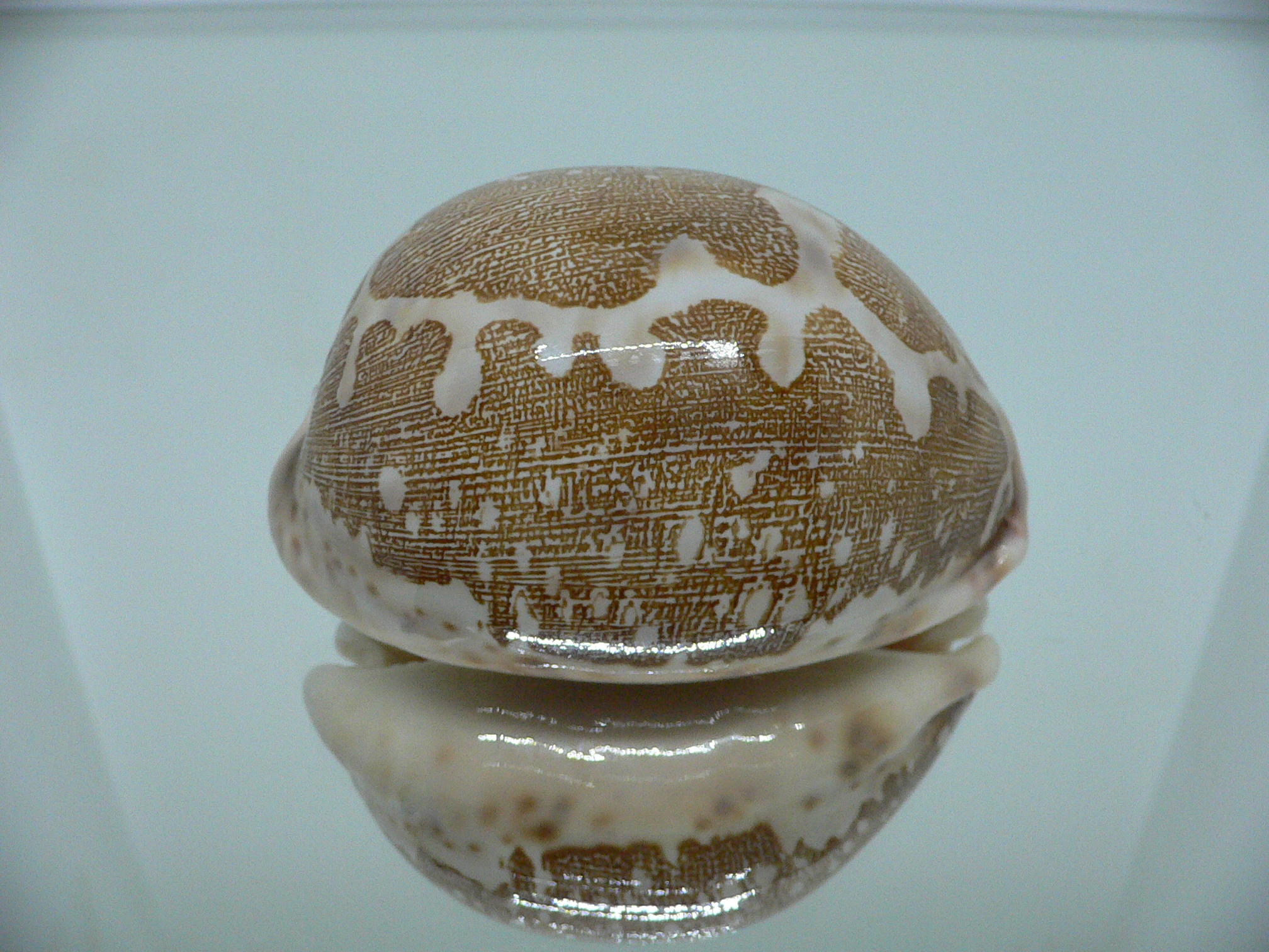 Cypraea mappa mappa  ARISTOCRAT