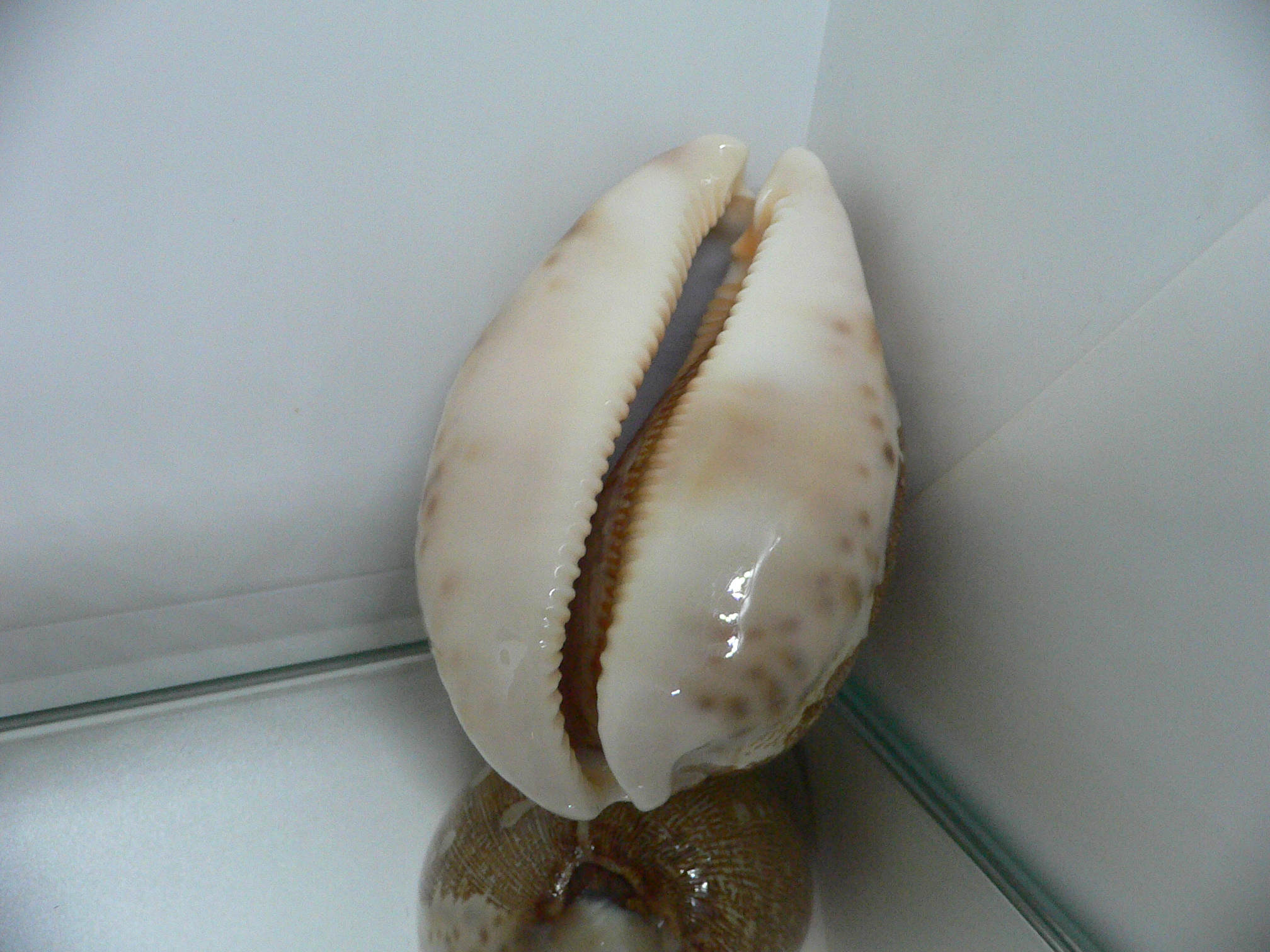 Cypraea mappa mappa  ARISTOCRAT