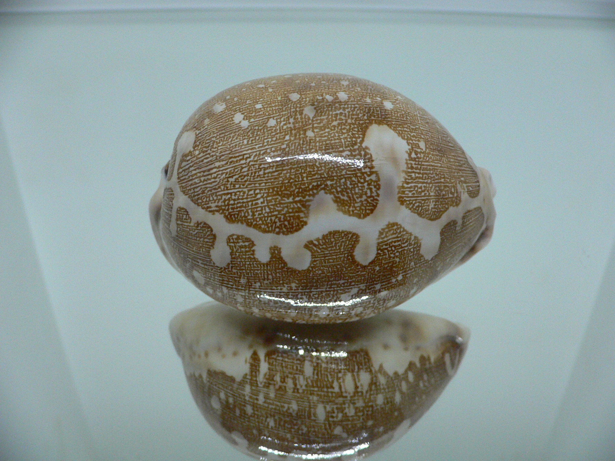 Cypraea mappa mappa  ARISTOCRAT