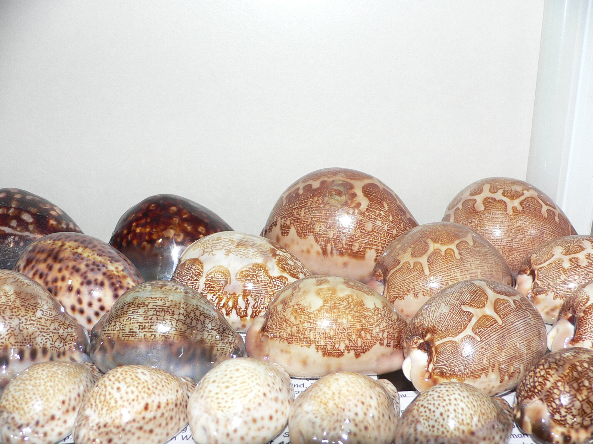 Cypraea mappa mappa  ARISTOCRAT