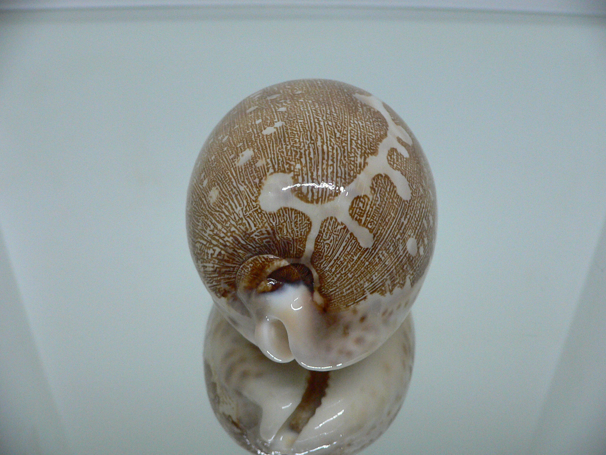 Cypraea mappa mappa  ARISTOCRAT