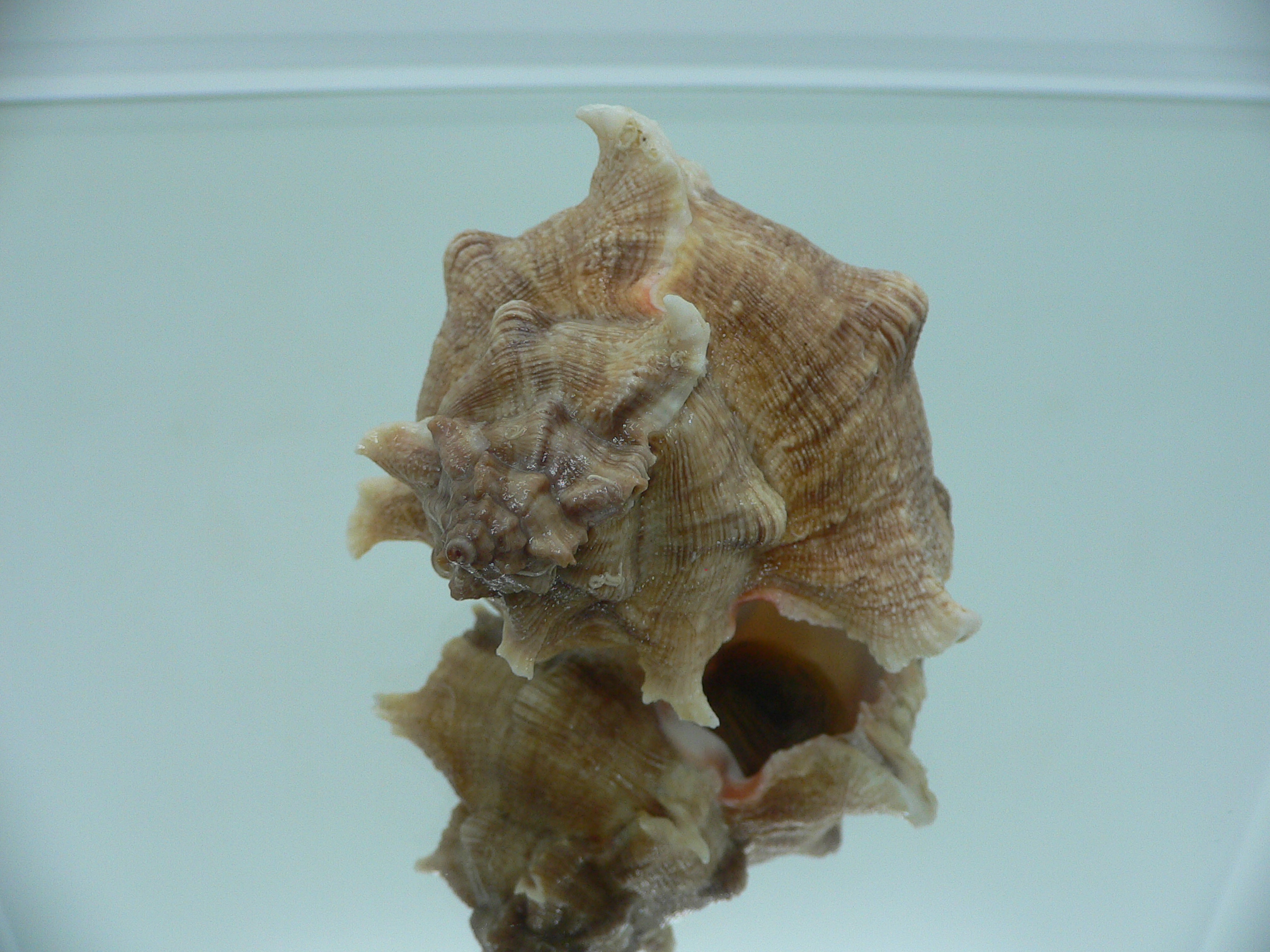 Chicoreus virgineus ponderosus (var.)