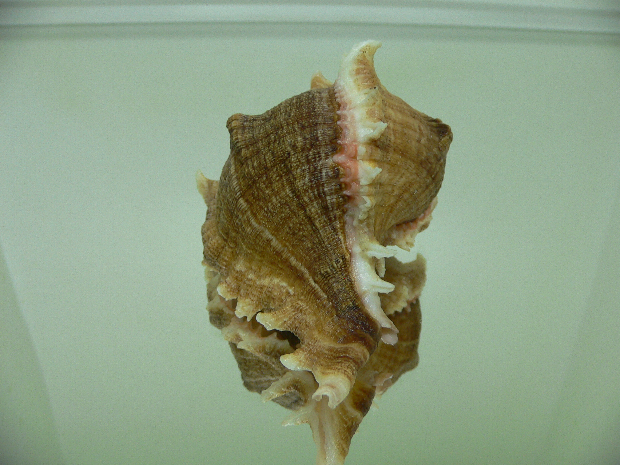 Chicoreus virgineus ponderosus (var.)