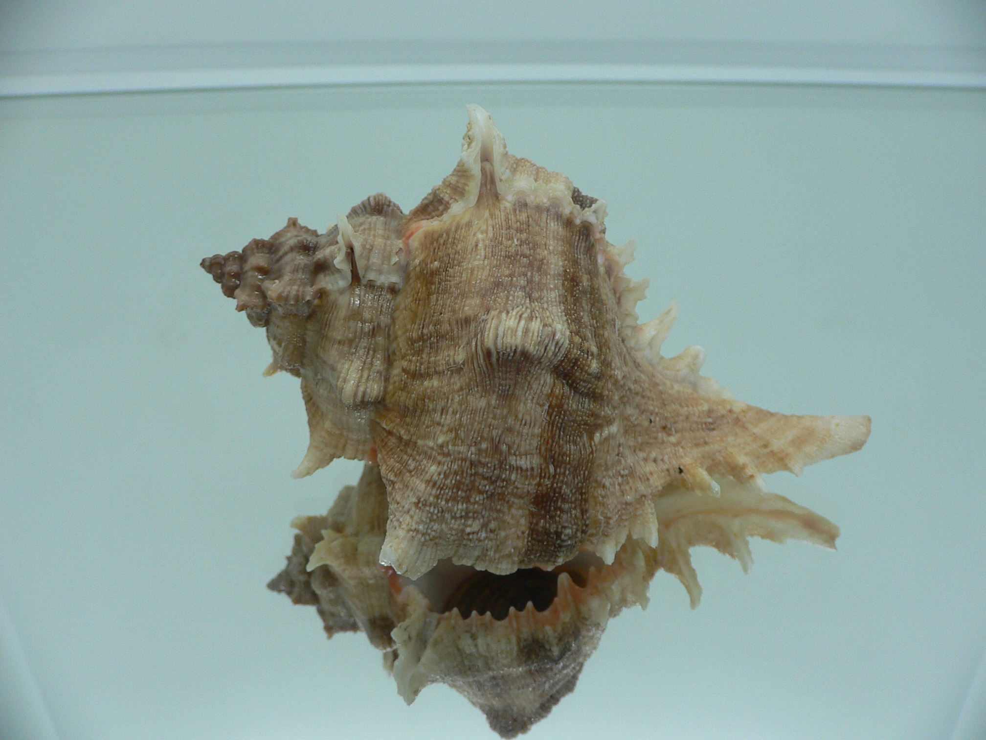 Chicoreus virgineus ponderosus (var.)