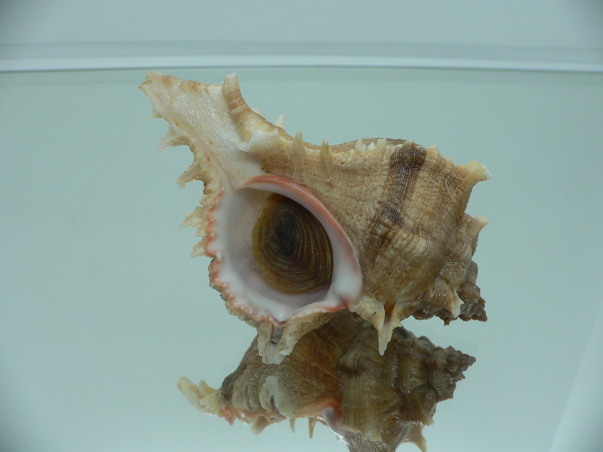 Chicoreus virgineus ponderosus (var.)