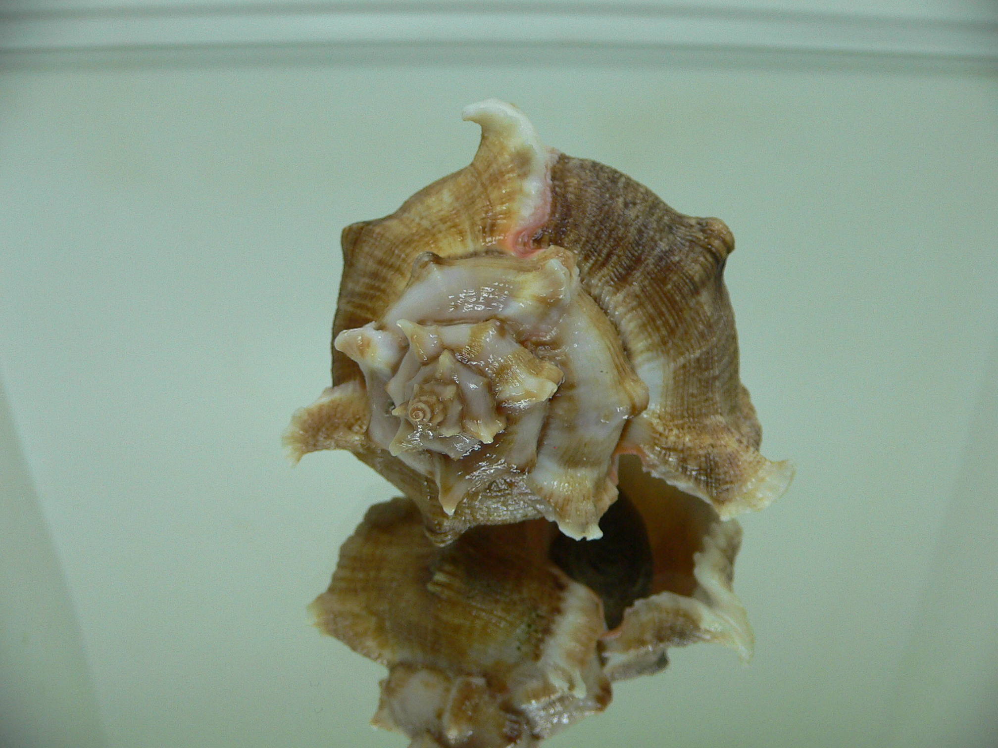 Chicoreus virgineus ponderosus (var.)