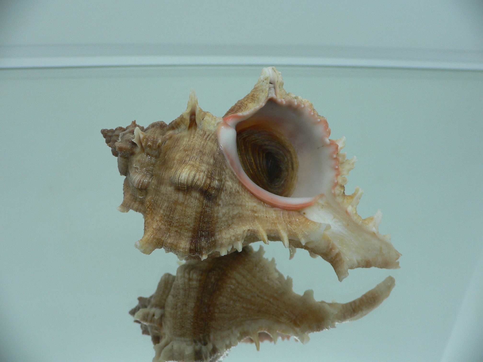 Chicoreus virgineus ponderosus (var.)