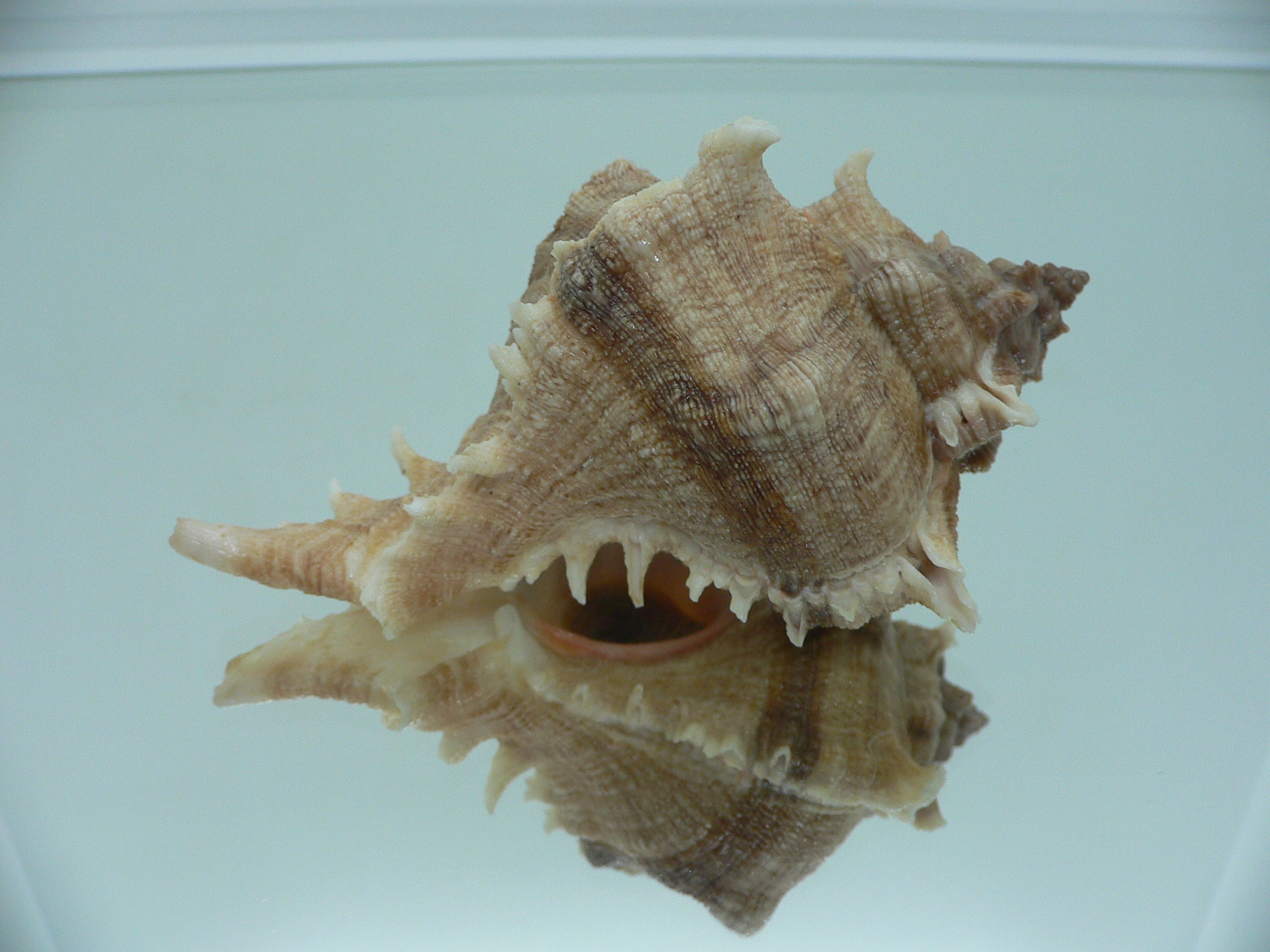 Chicoreus virgineus ponderosus (var.)