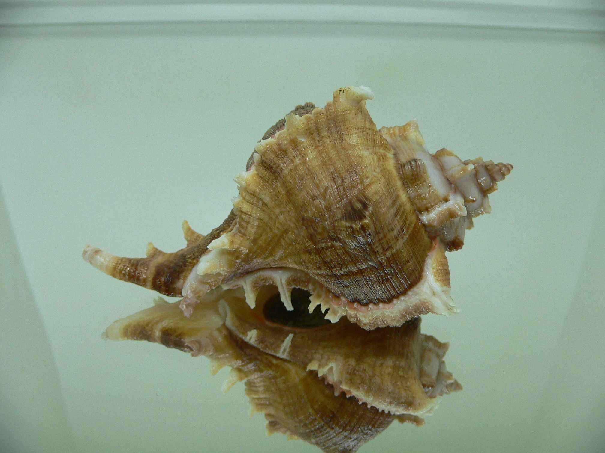 Chicoreus virgineus ponderosus (var.)