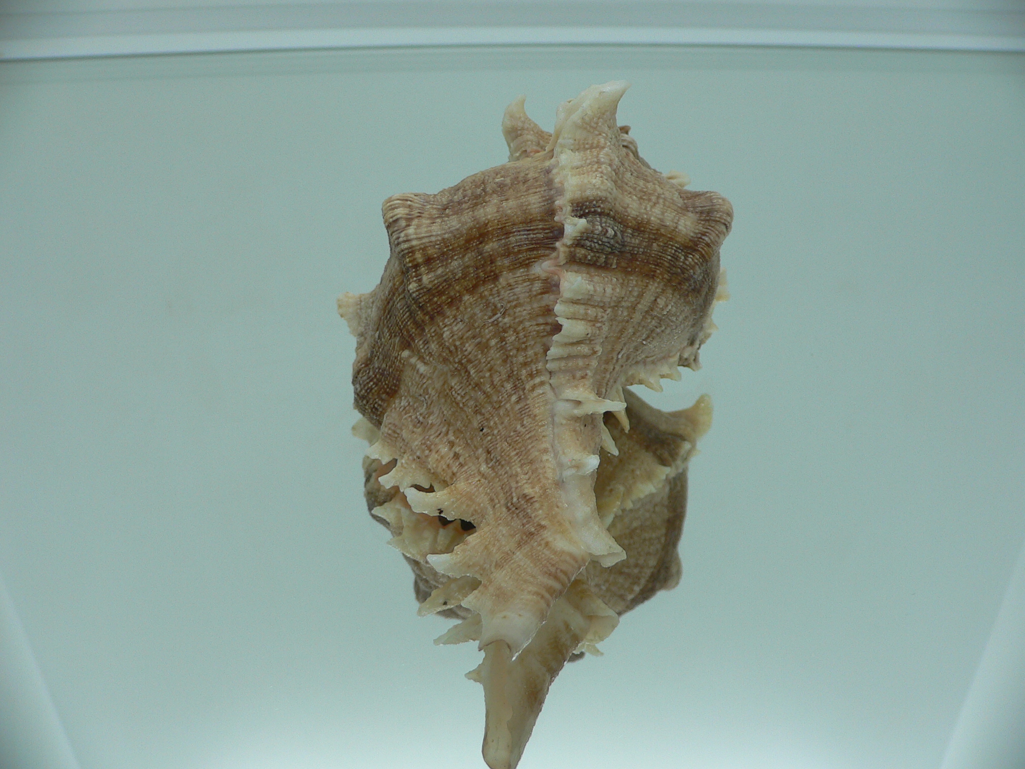 Chicoreus virgineus ponderosus (var.)