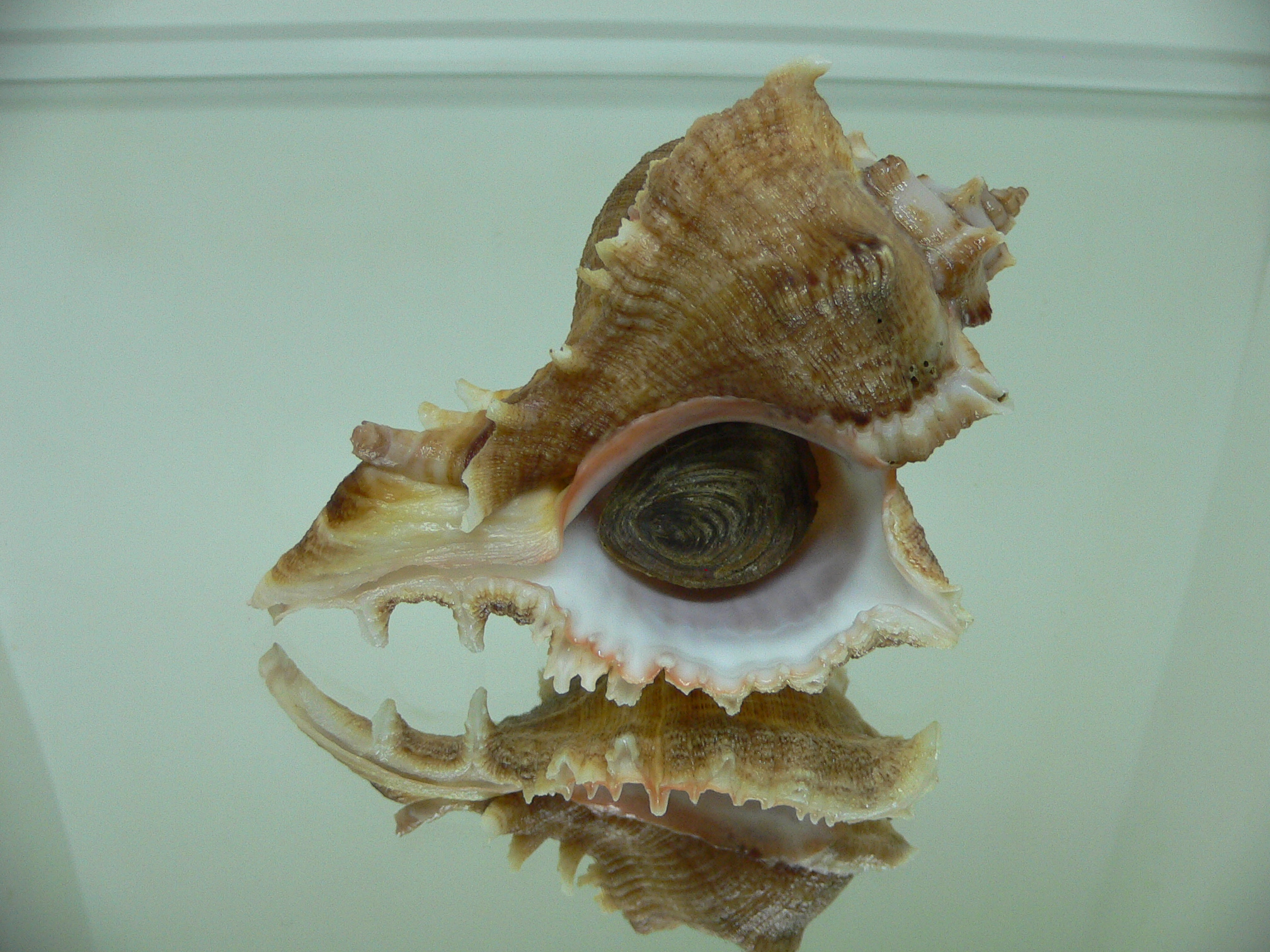 Chicoreus virgineus ponderosus (var.)