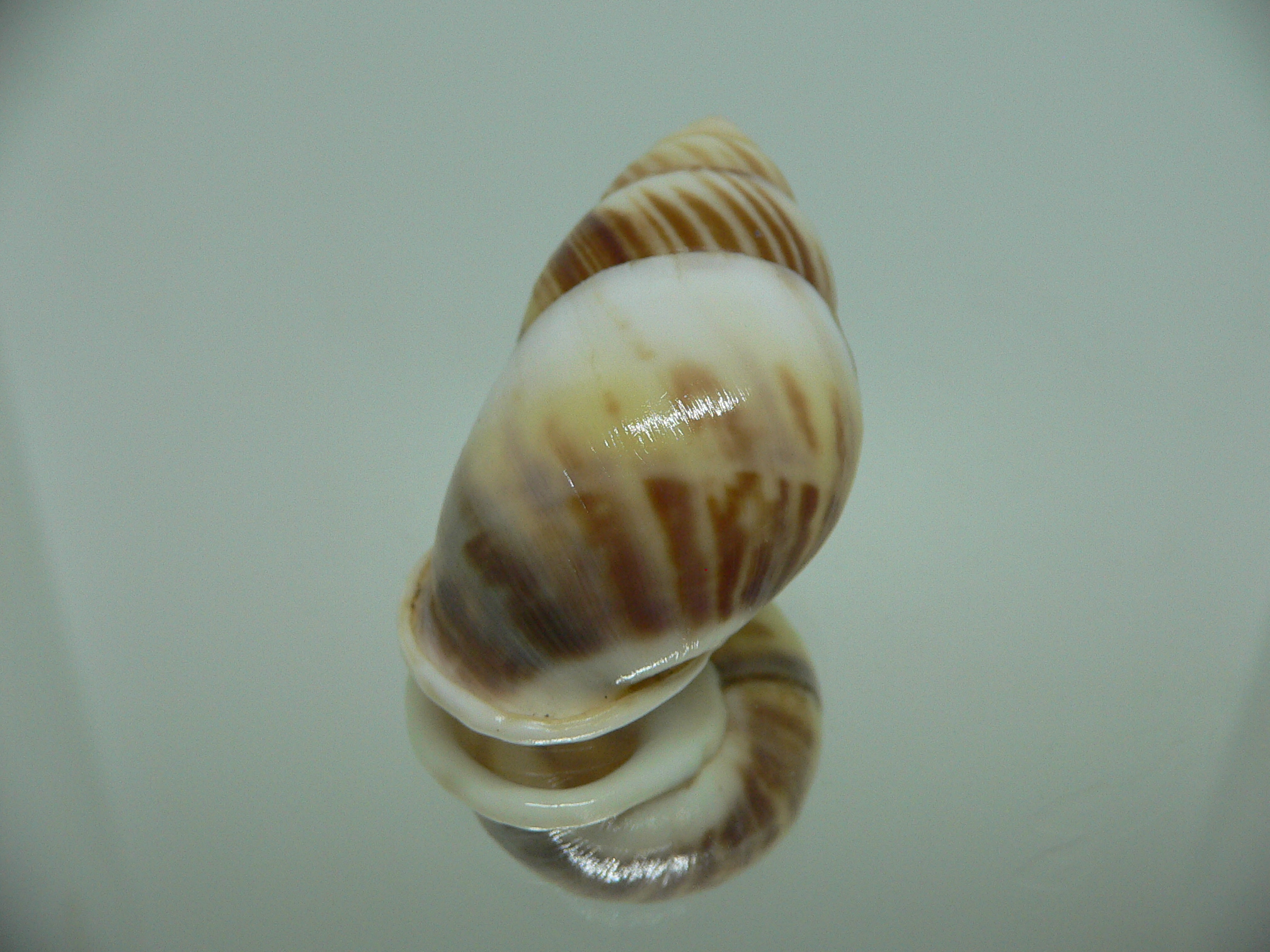 Amphidromus perversus natunensis MOTLEY