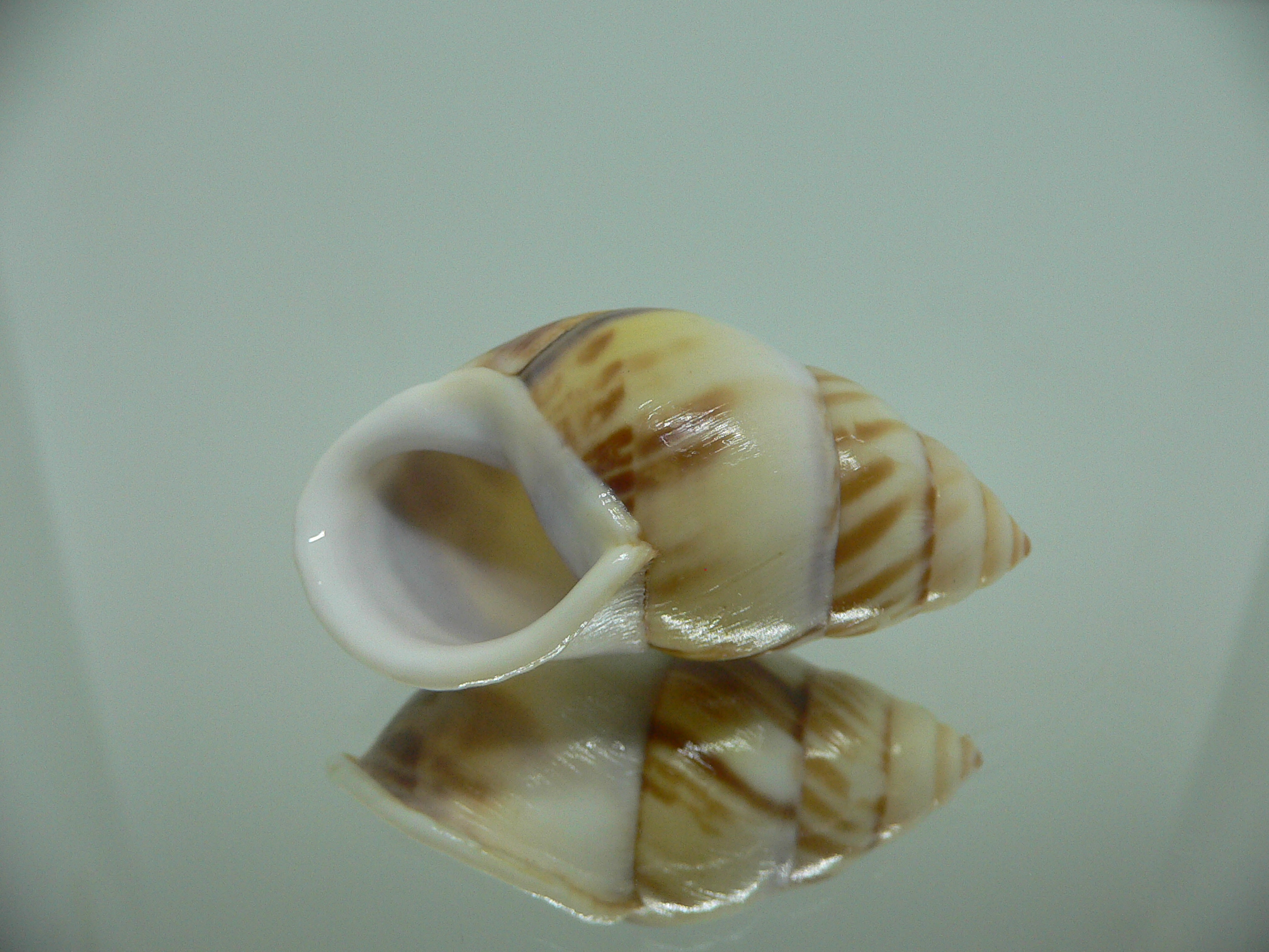 Amphidromus perversus natunensis MOTLEY