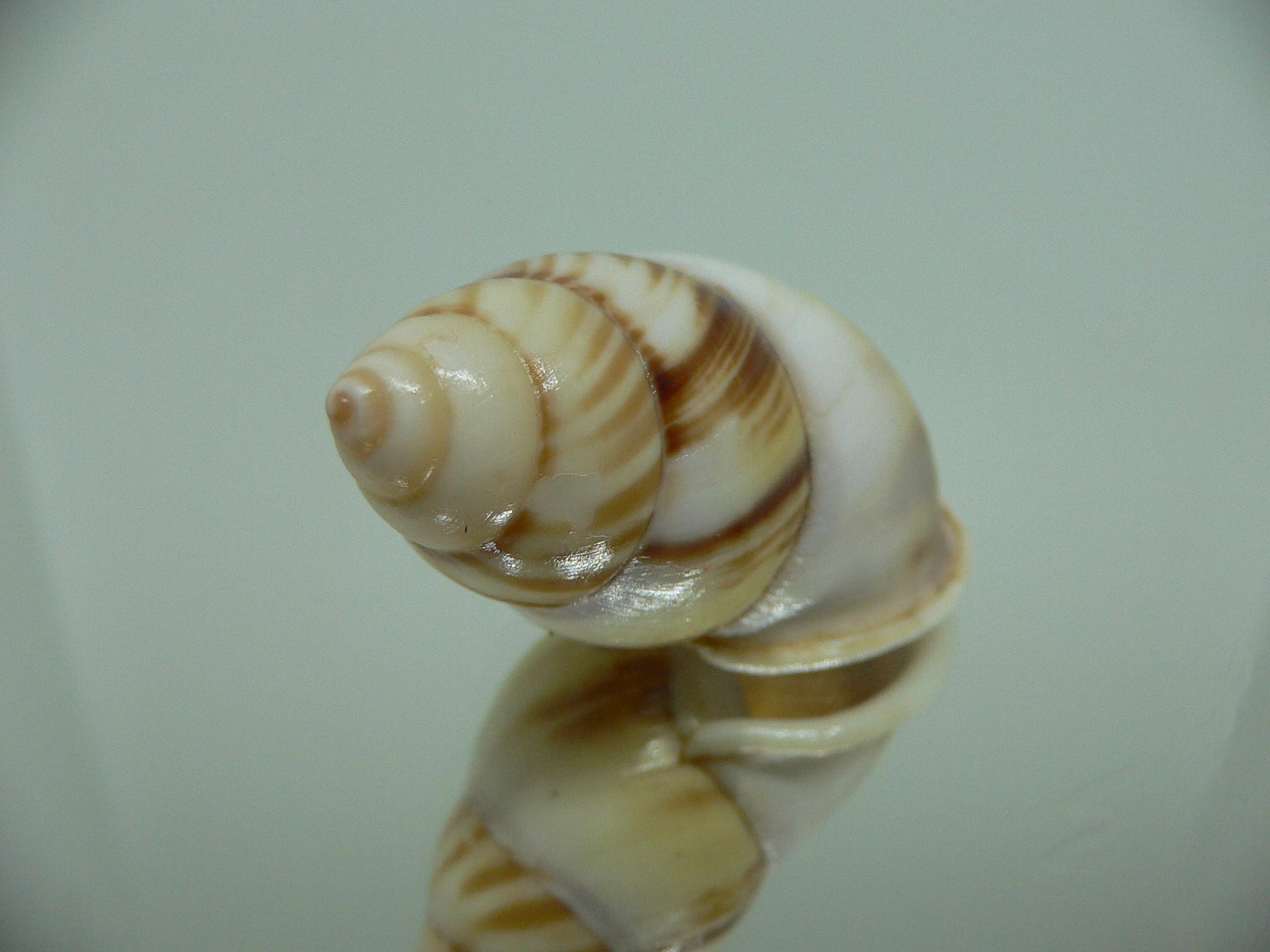 Amphidromus perversus natunensis MOTLEY