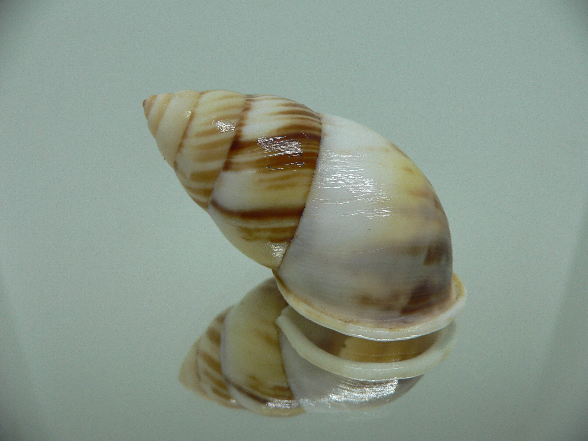 Amphidromus perversus natunensis MOTLEY