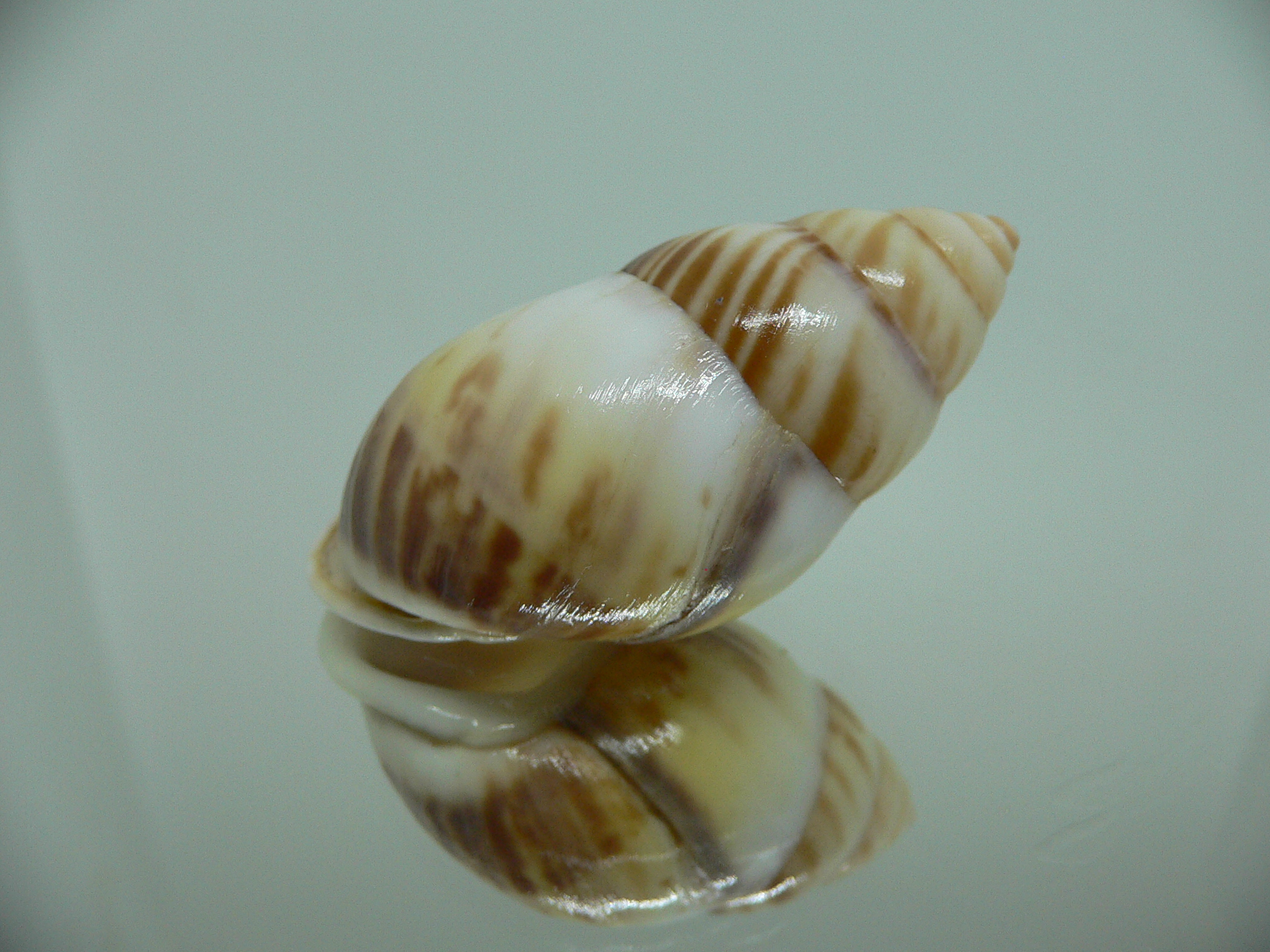 Amphidromus perversus natunensis MOTLEY