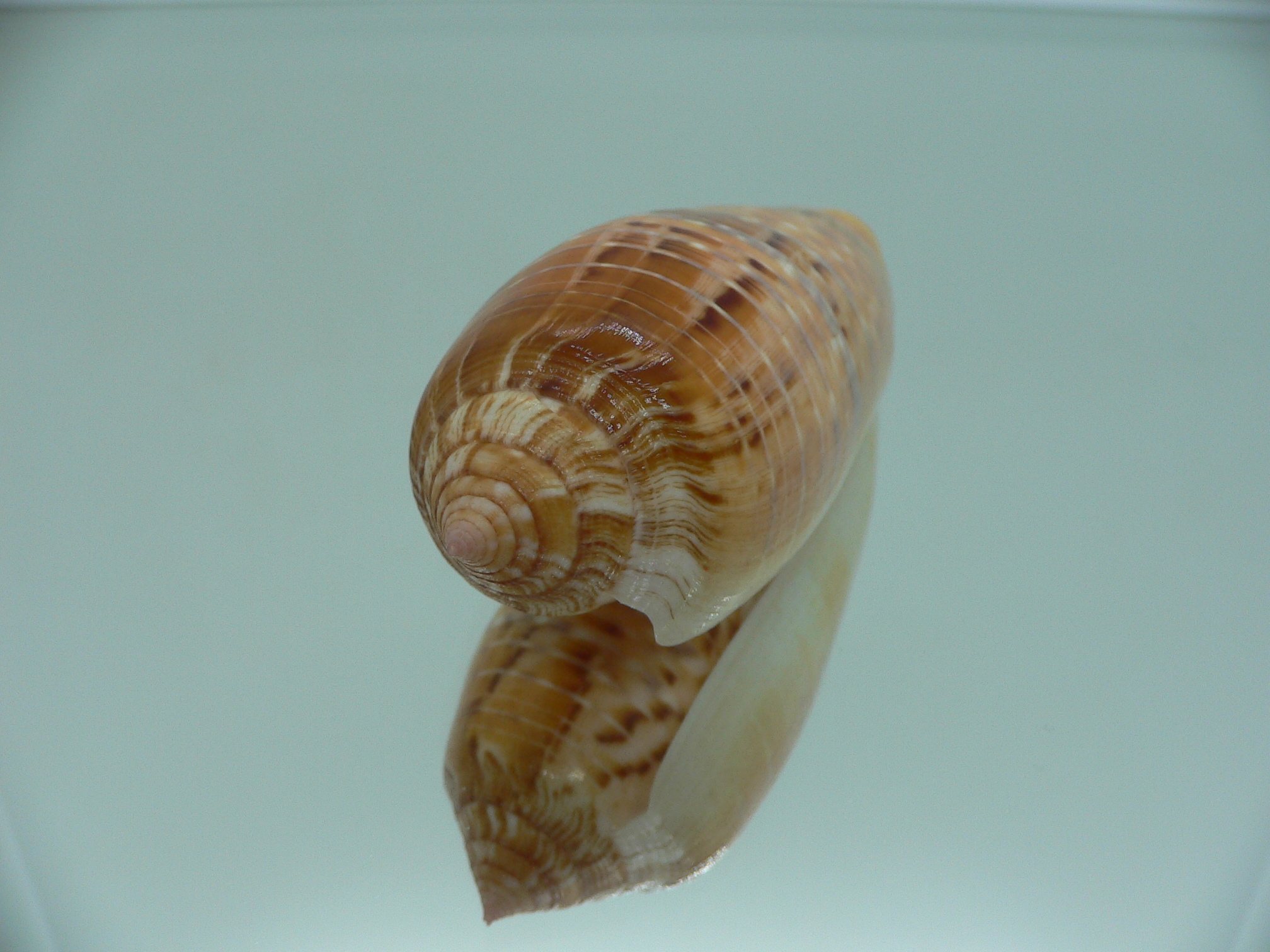 Conus dusaveli KING