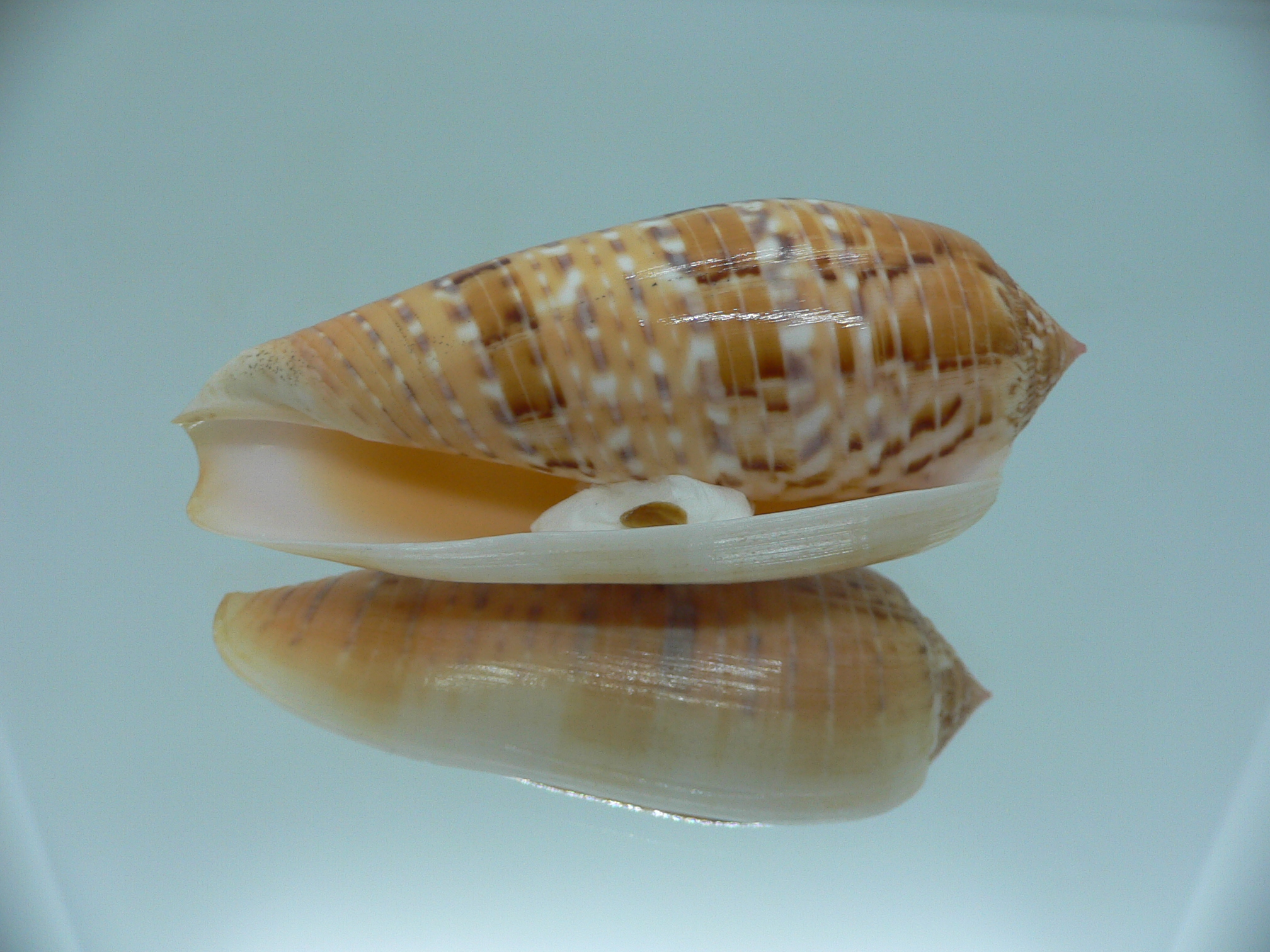 Conus dusaveli KING