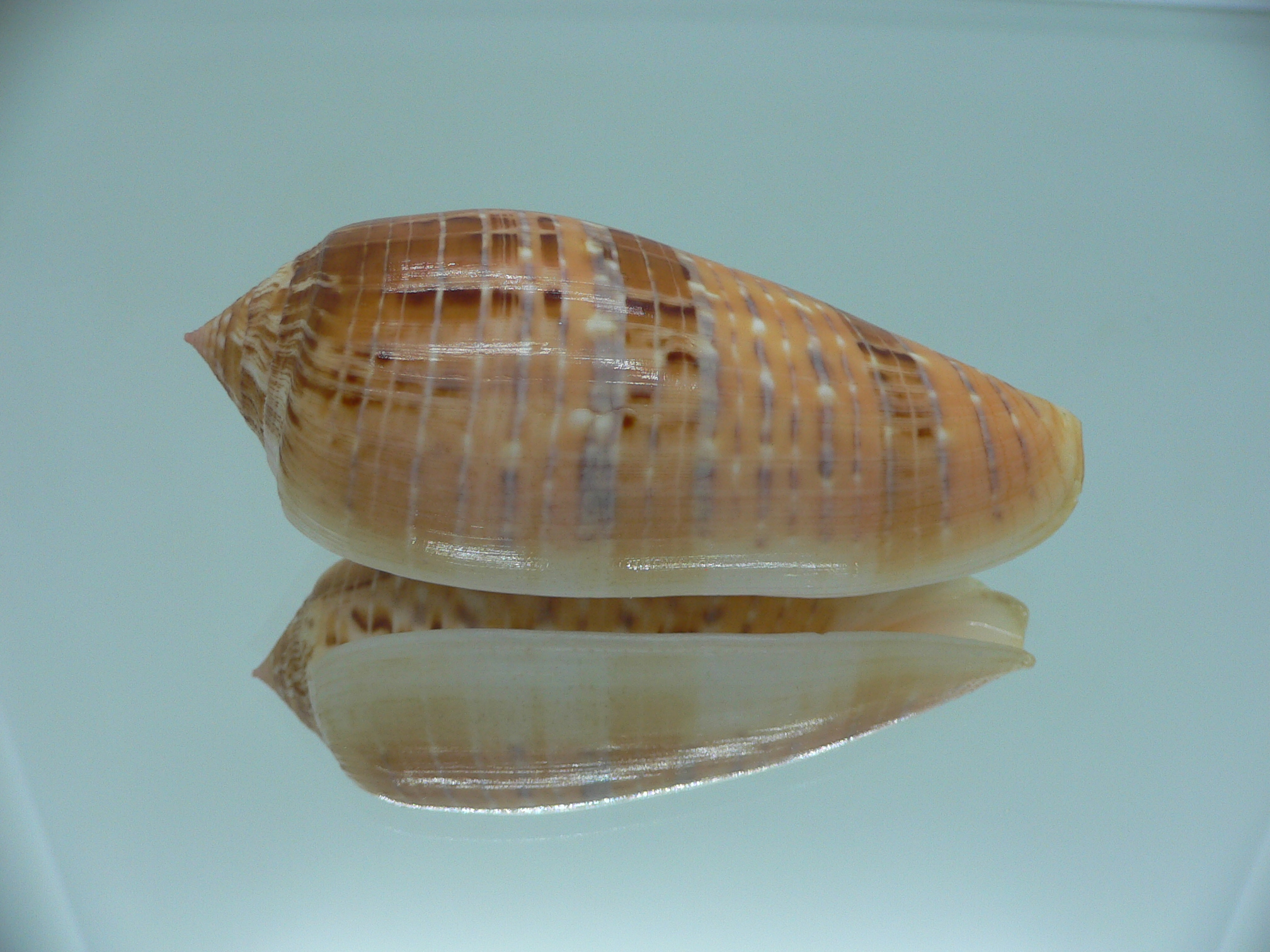 Conus dusaveli KING