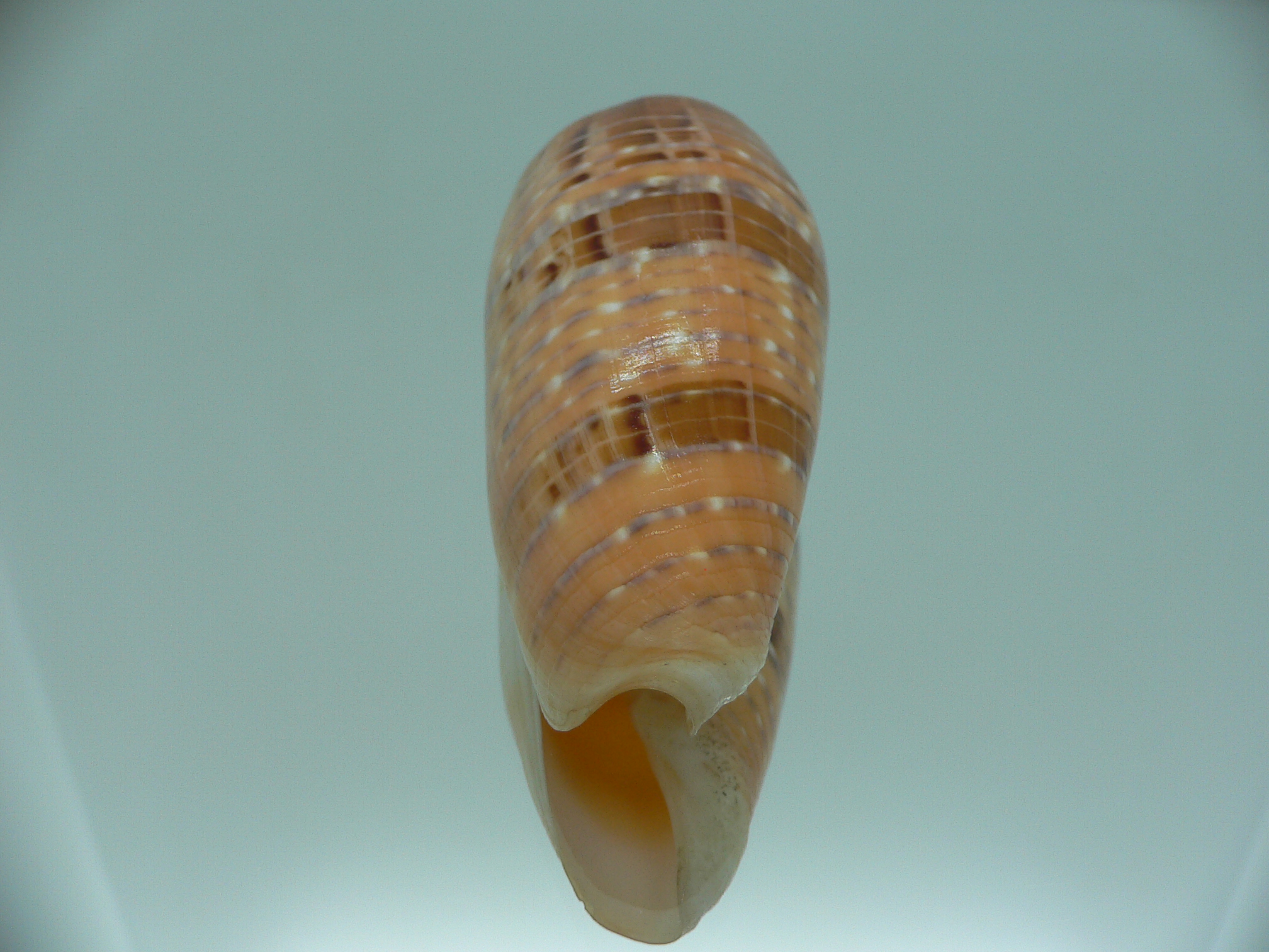 Conus dusaveli KING