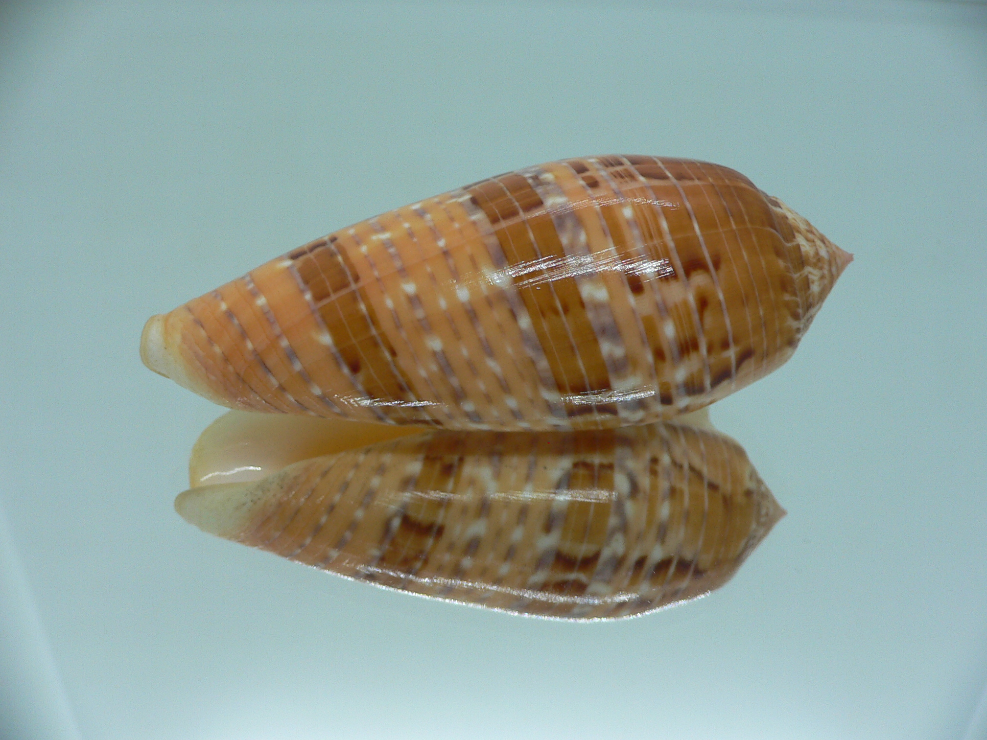 Conus dusaveli KING