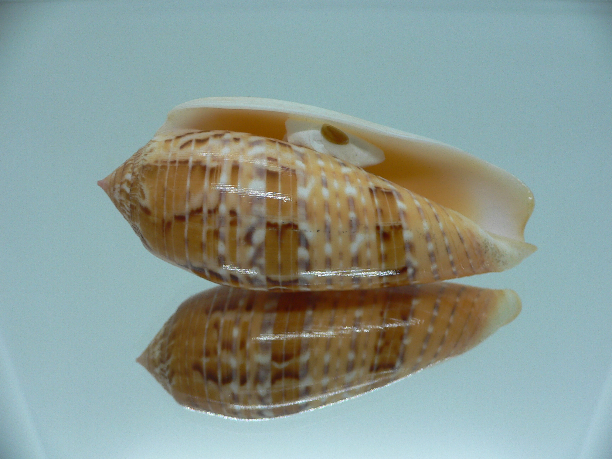 Conus dusaveli KING