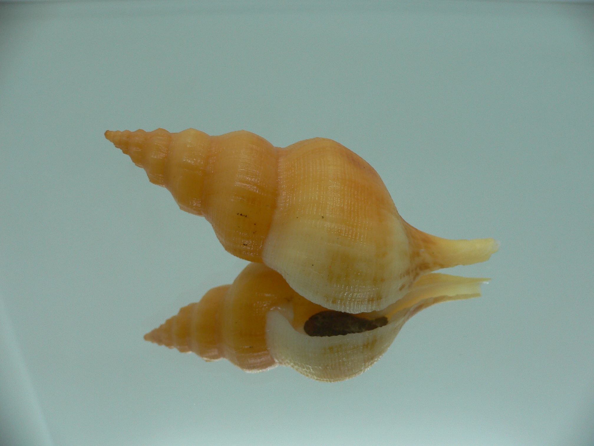Siphonofusus lubricus ORANGE & BIG