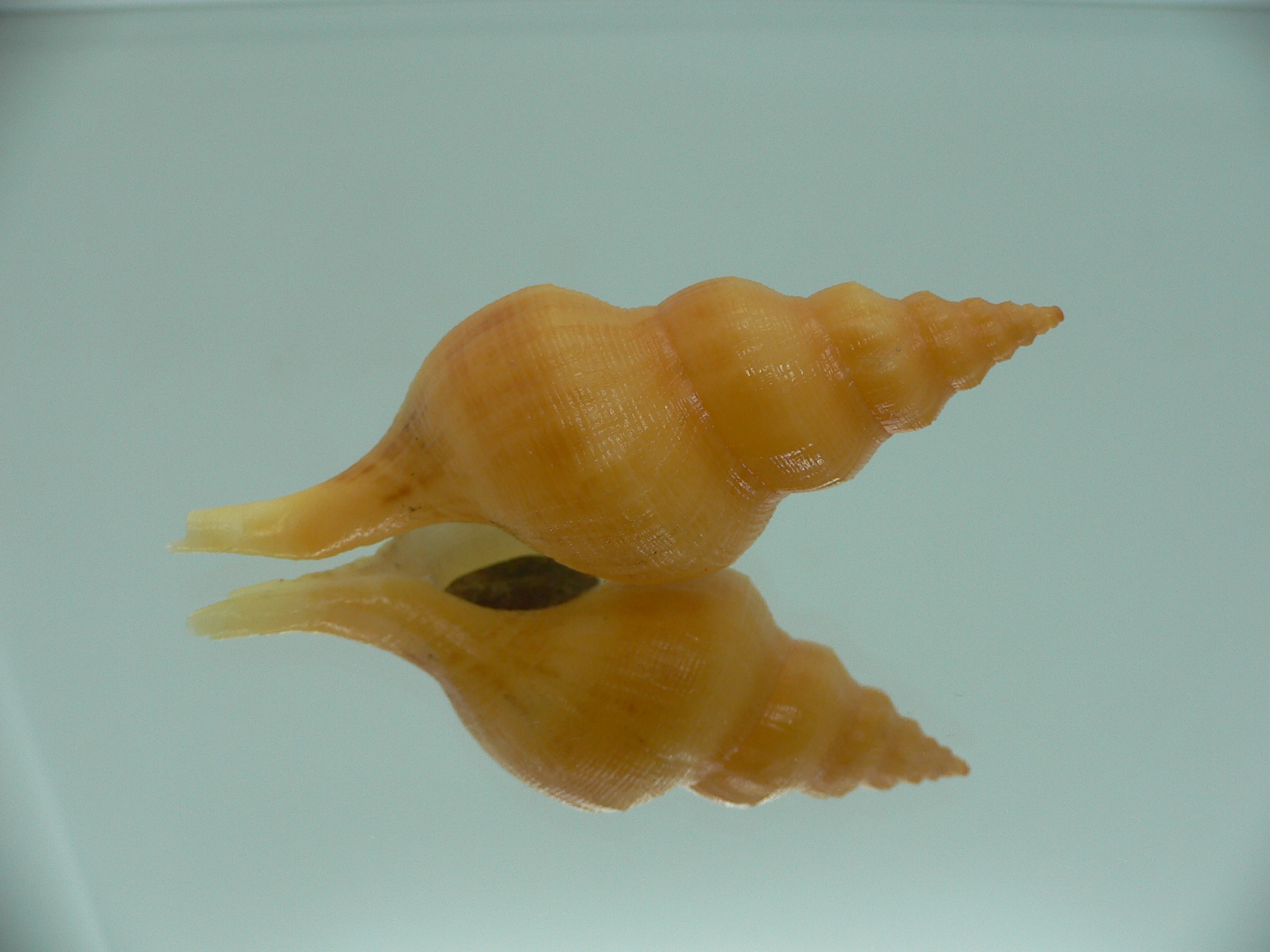 Siphonofusus lubricus ORANGE & BIG