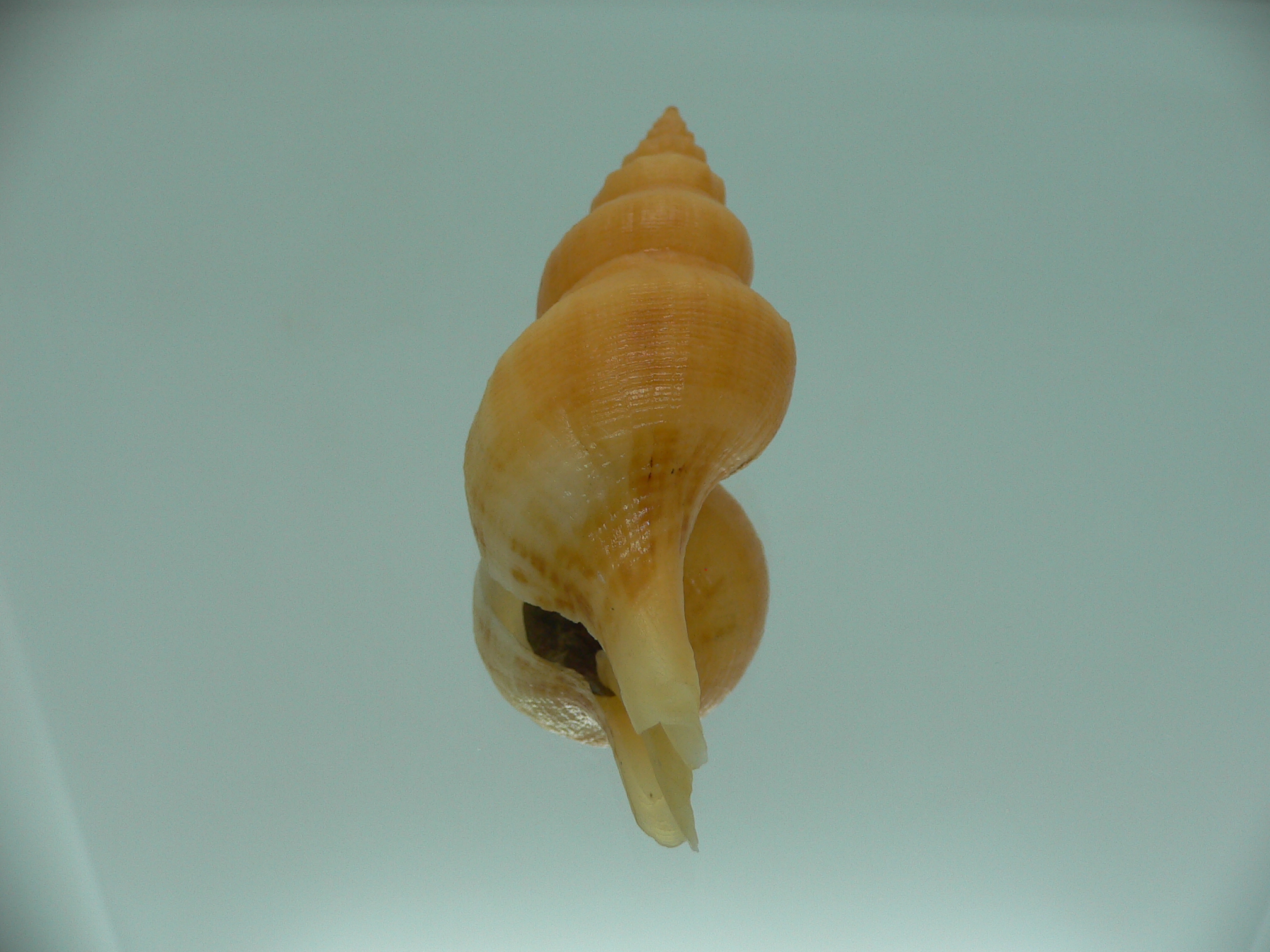 Siphonofusus lubricus ORANGE & BIG