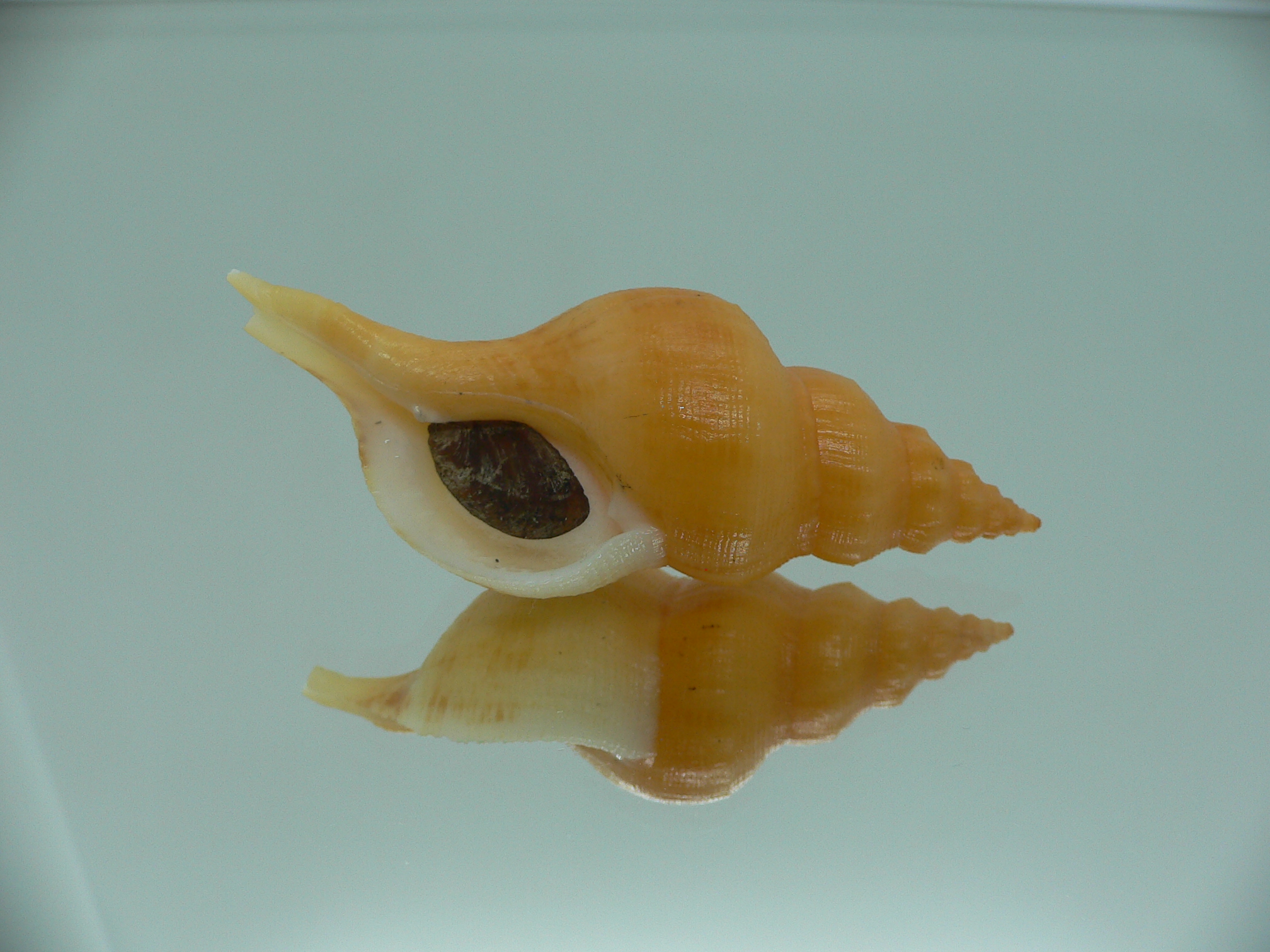 Siphonofusus lubricus ORANGE & BIG